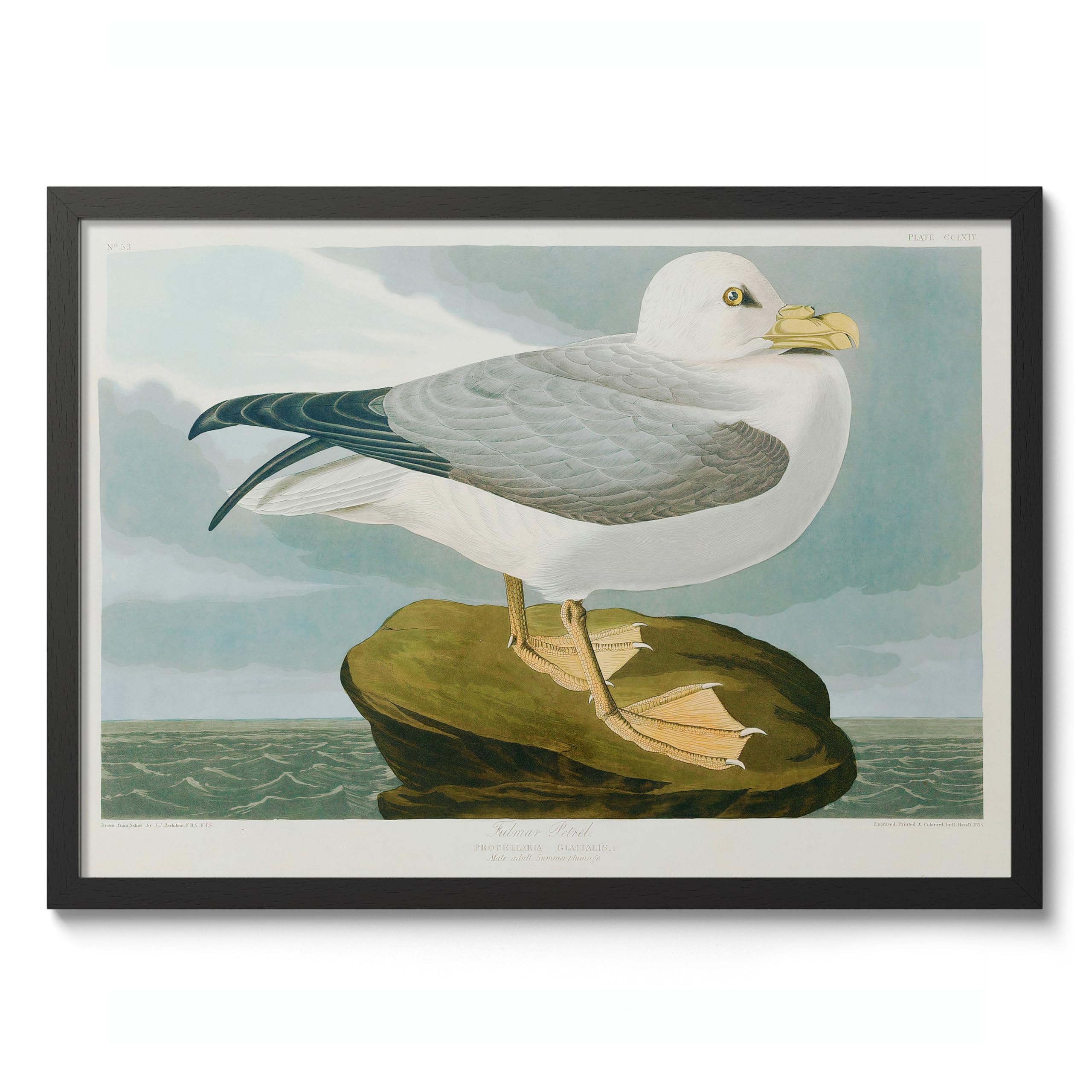 Seagull Poster John James Audubon Vintage Bird Illustration Antique Print Ornithology Art, Archival Matte, A1 (Black Frame) - 84.1x59.4cm
