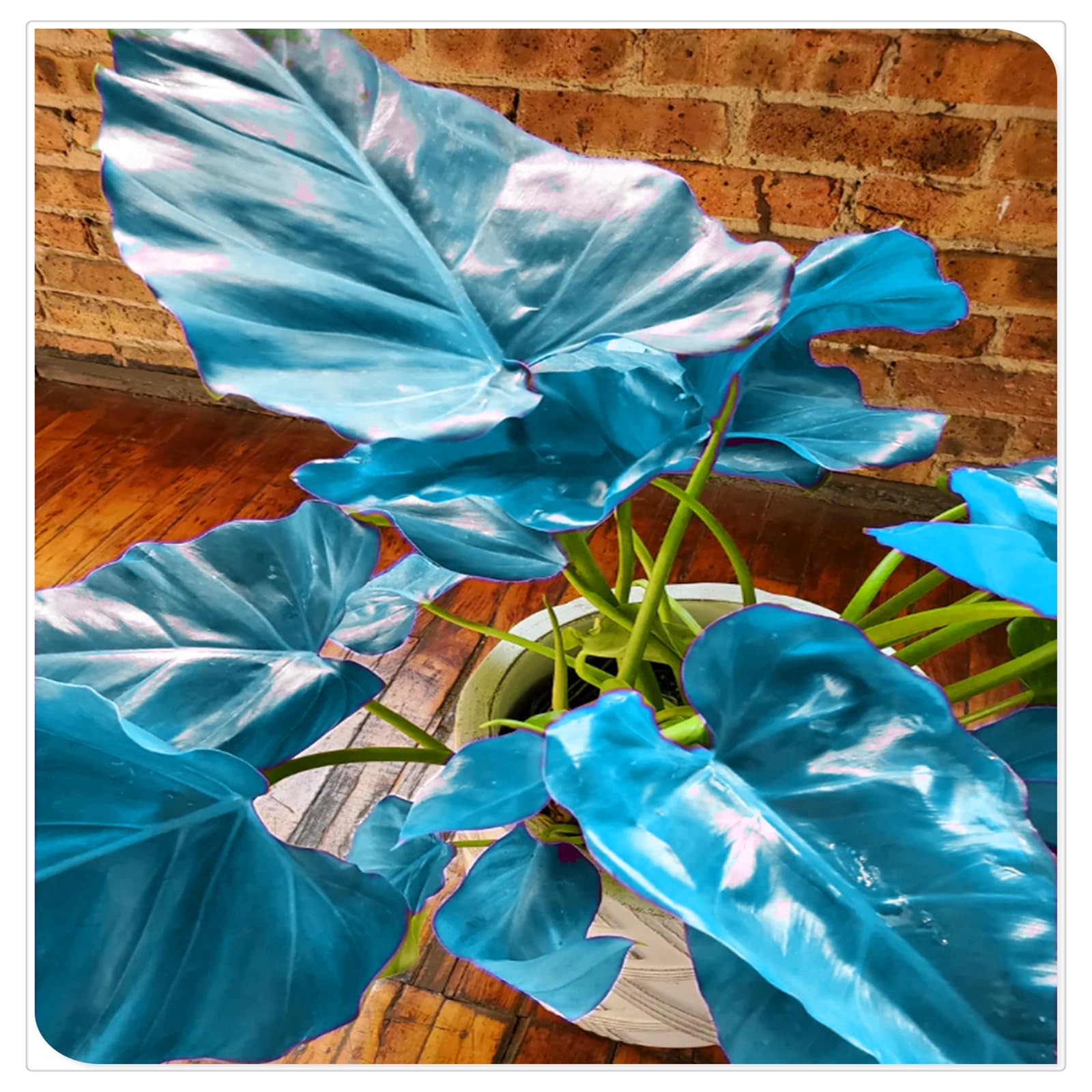 Perennial, Brilliant Elephant Ear Bulbs,for Stunning Garden Displays-8 Bulbs-D