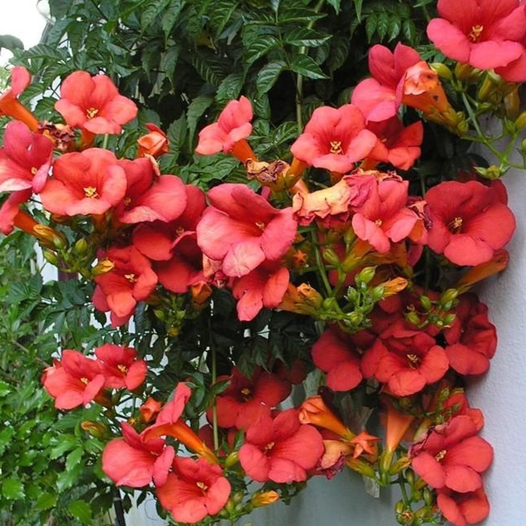 Campsis Tagliabuana Madame Galen | Deciduous Climbing Garden Plant in 9cm Pot