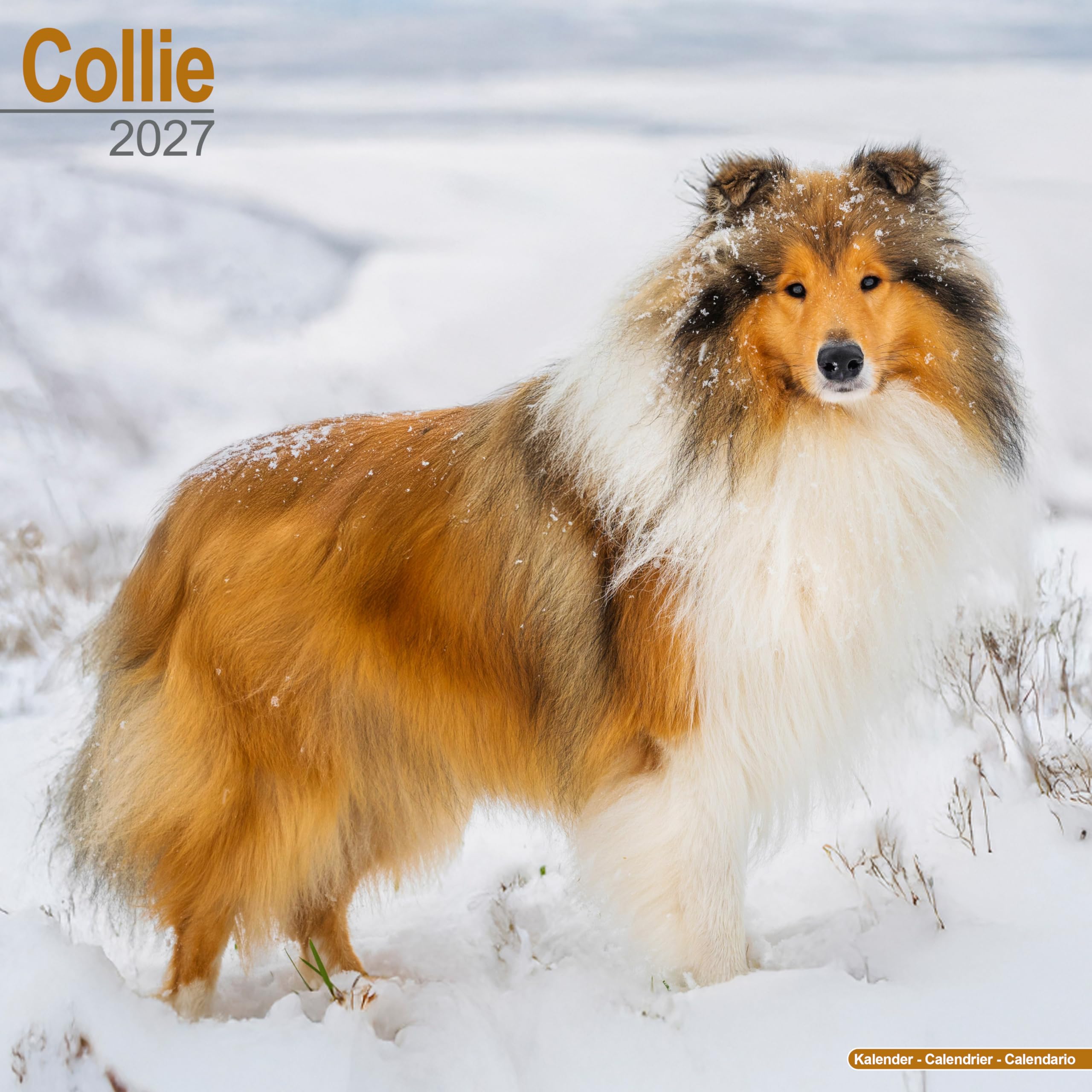 Collie Calendar 2027