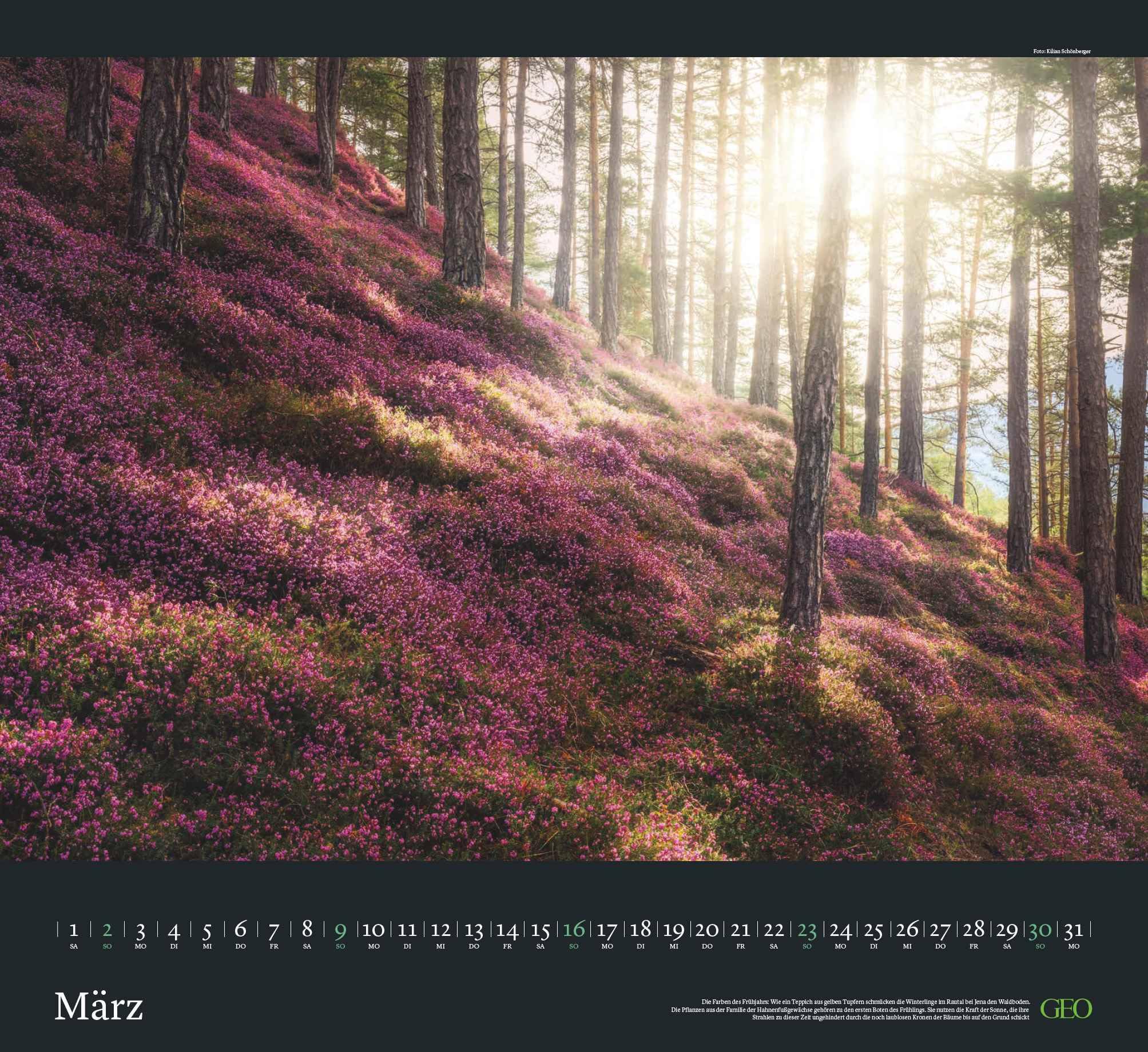 GEO - Sehnsucht Wald Wandkalender 2025 - Eindrucksvoller Waldlandschaften Kalender, Harmonisches Format 60x55 cm, mit Faszinierenden Wald- und Naturbildern