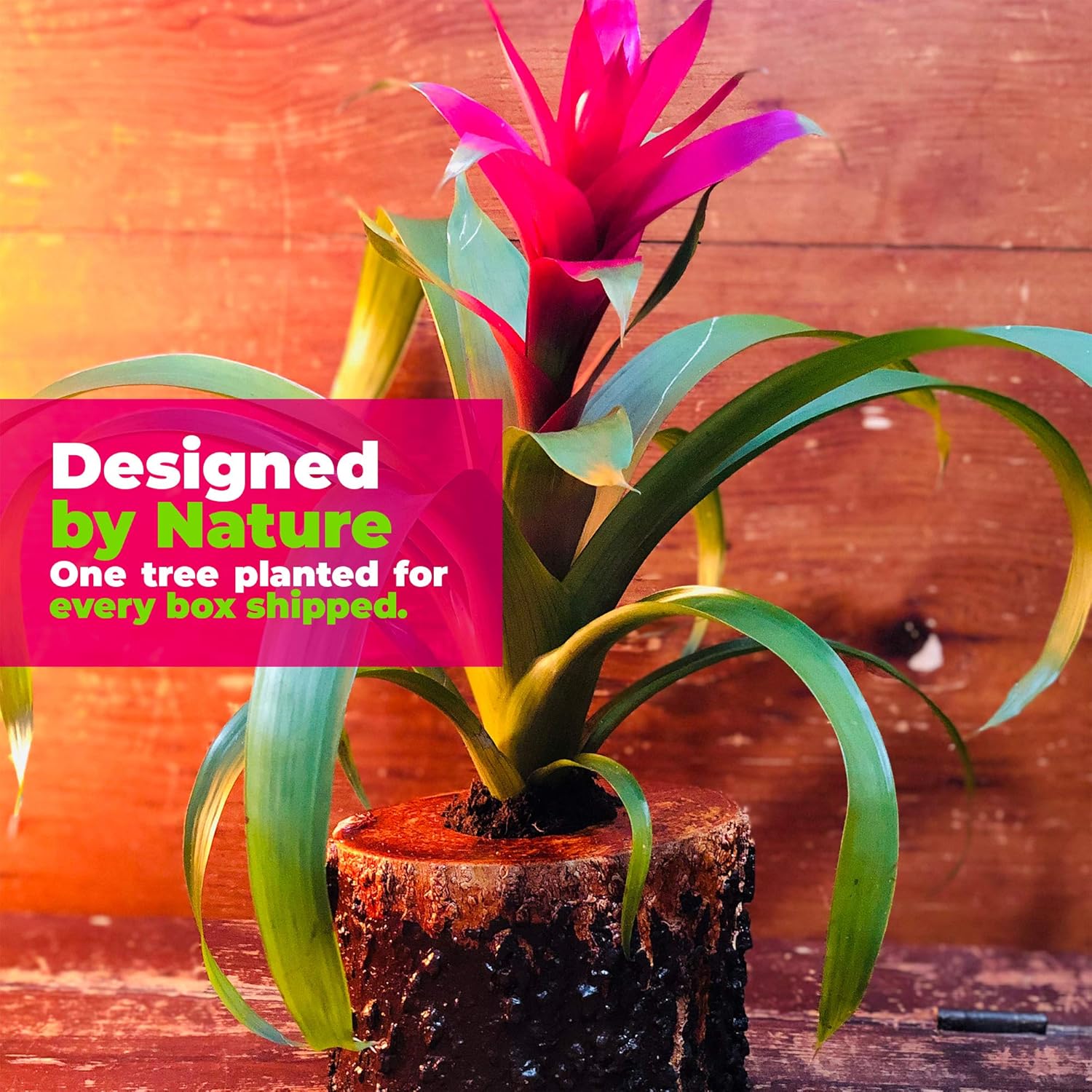 Bushy Box. Live Bromeliad Flower in a Unique Lava Wood Planter