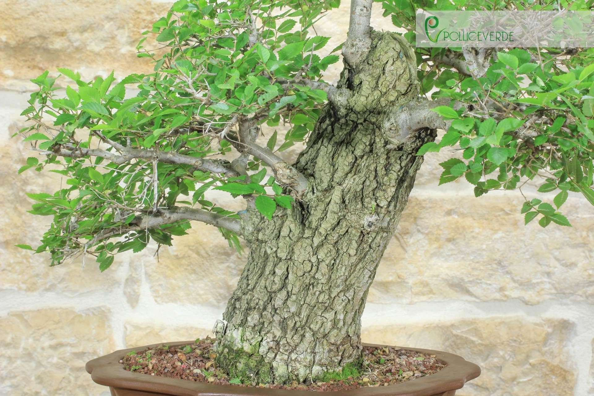 Bonsai di Olmo Campestre (54)