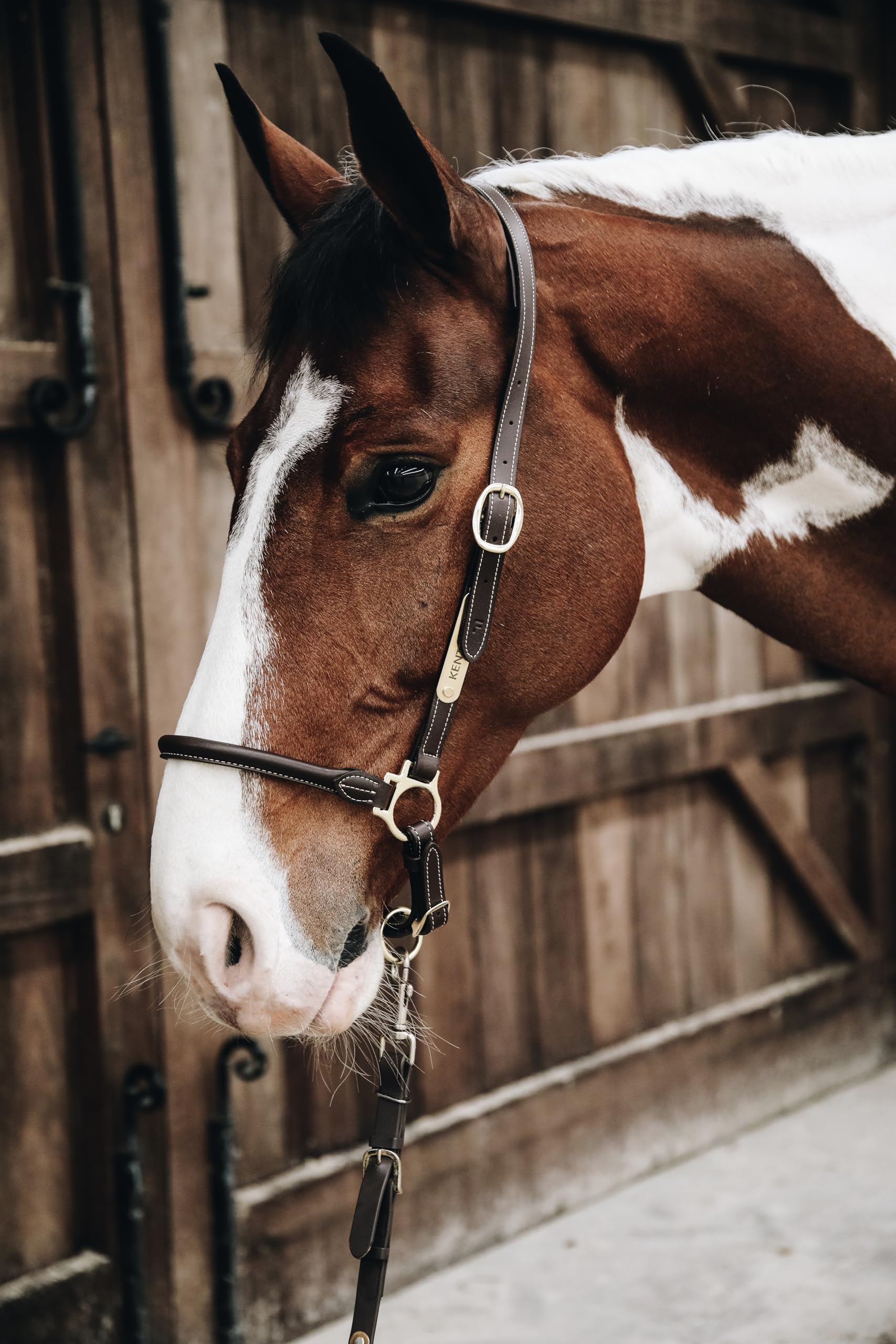 Kentucky Cabezada de Cuero para Caballos