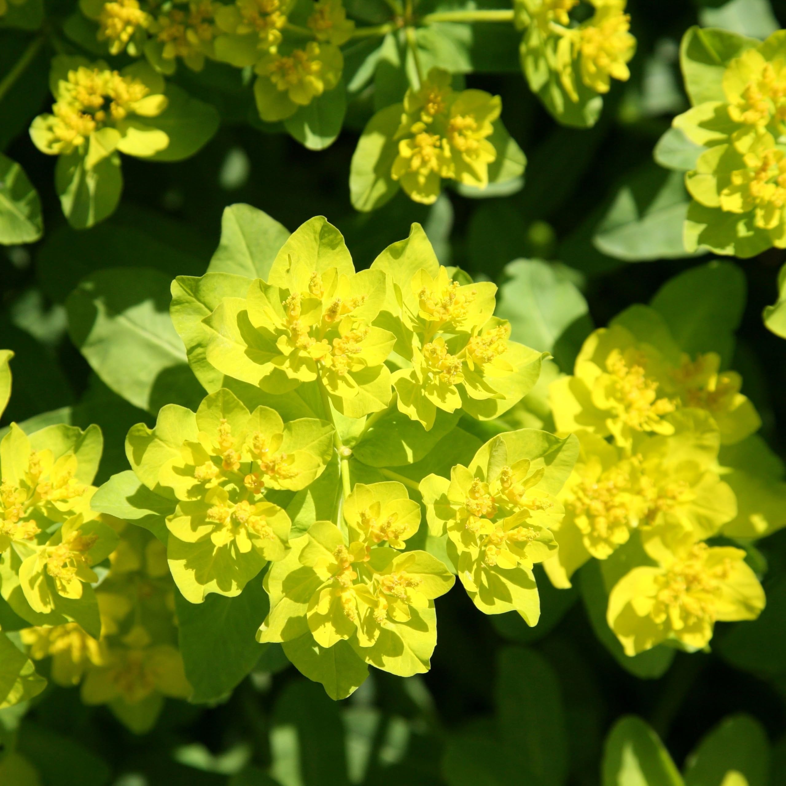 Plant Theory 9cm Pot Euphorbia Epithymoides Spurge Polychroma Perennial