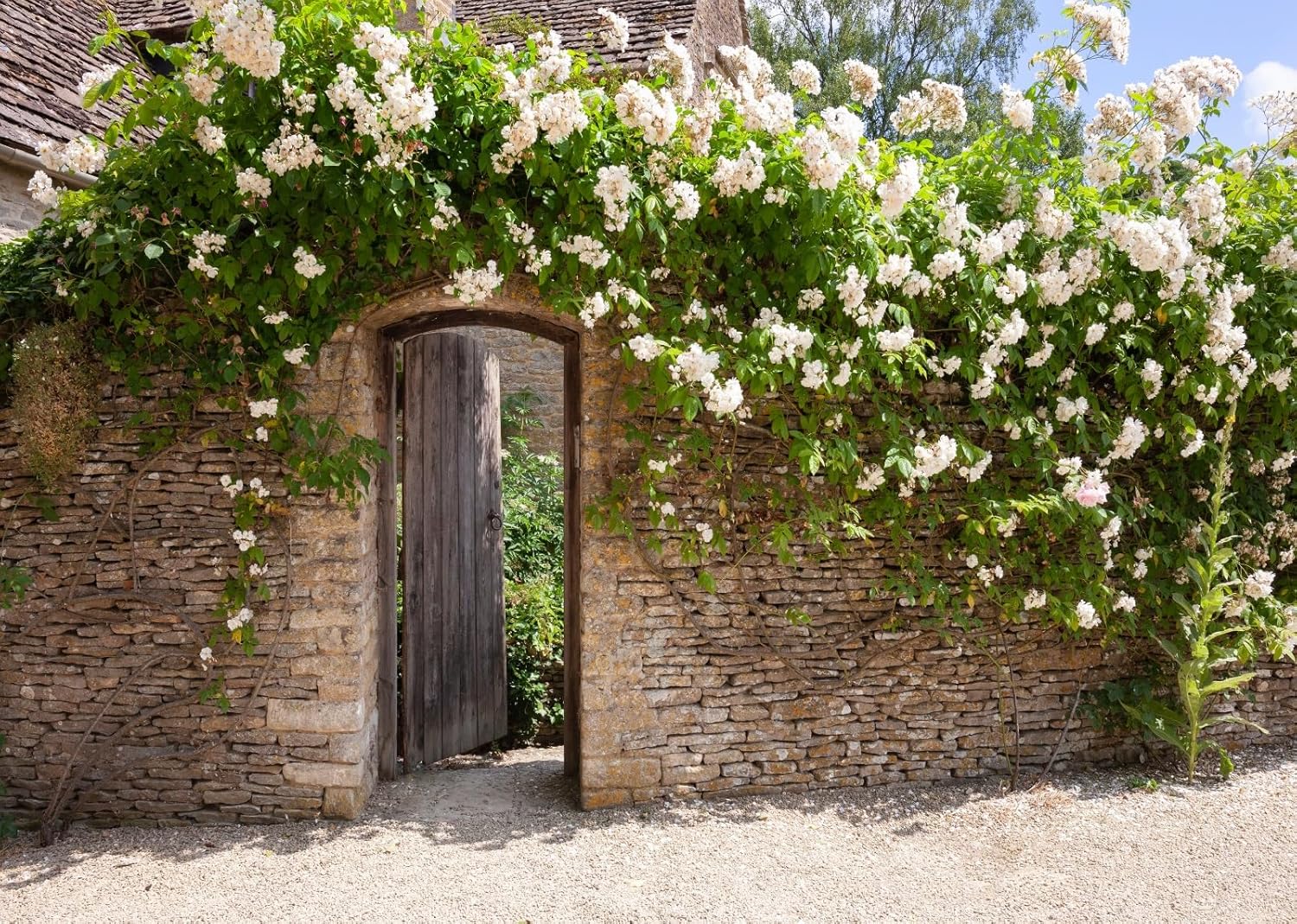 Amazon.com : Loccor 9x6ft Fabric Rose Garden Wall Backdrop Rustic Brick ...