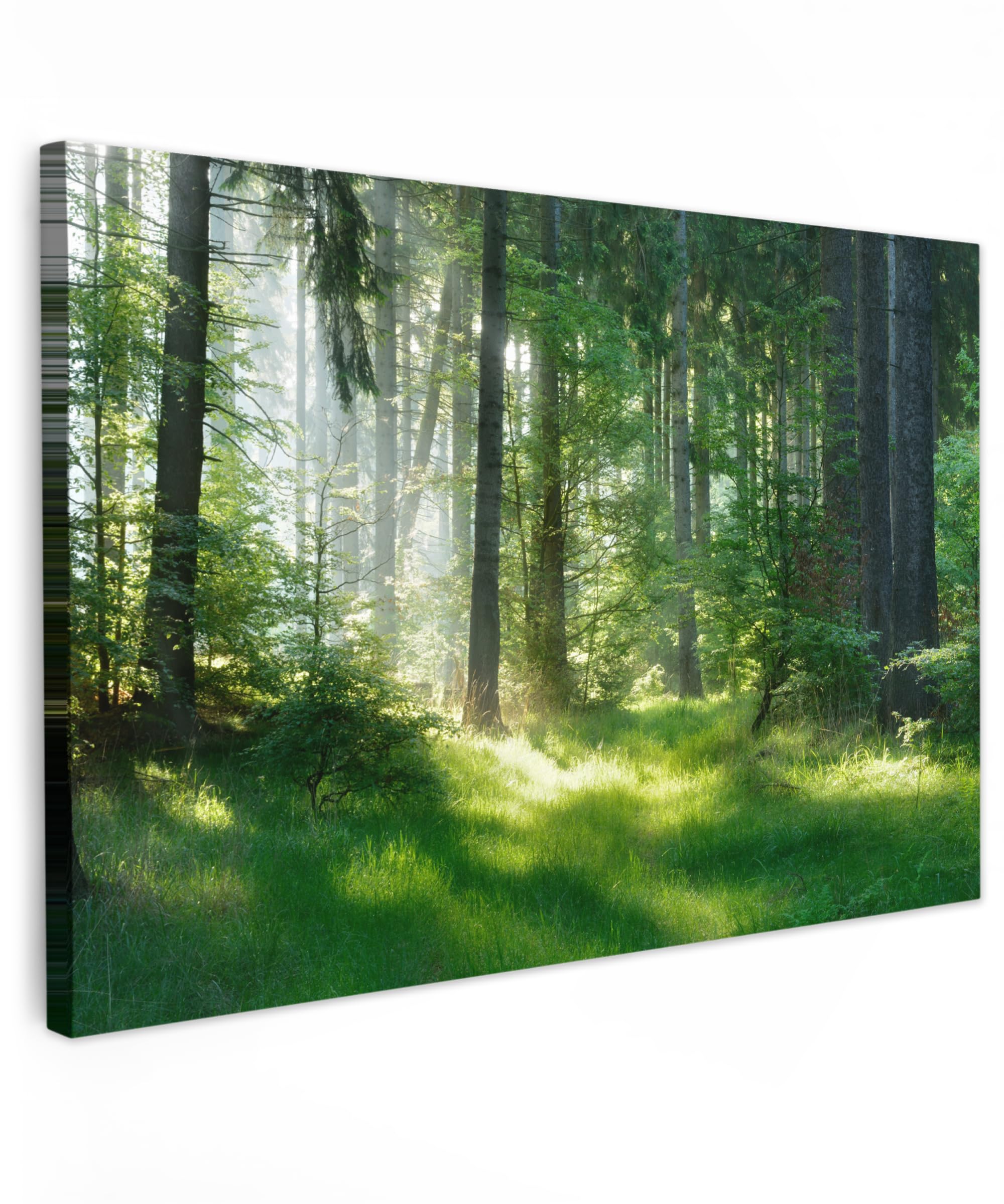 MuchoWow© Leinwände 60x40 cm Wall Decoration Bilder Schlafzimmer Deko Pictures Canvas Painting Wanddekoration Wohnzimmer Wandbilder Bild Wald - Natur - Bäume - Grün - Sonne - Gras - Pflanzen