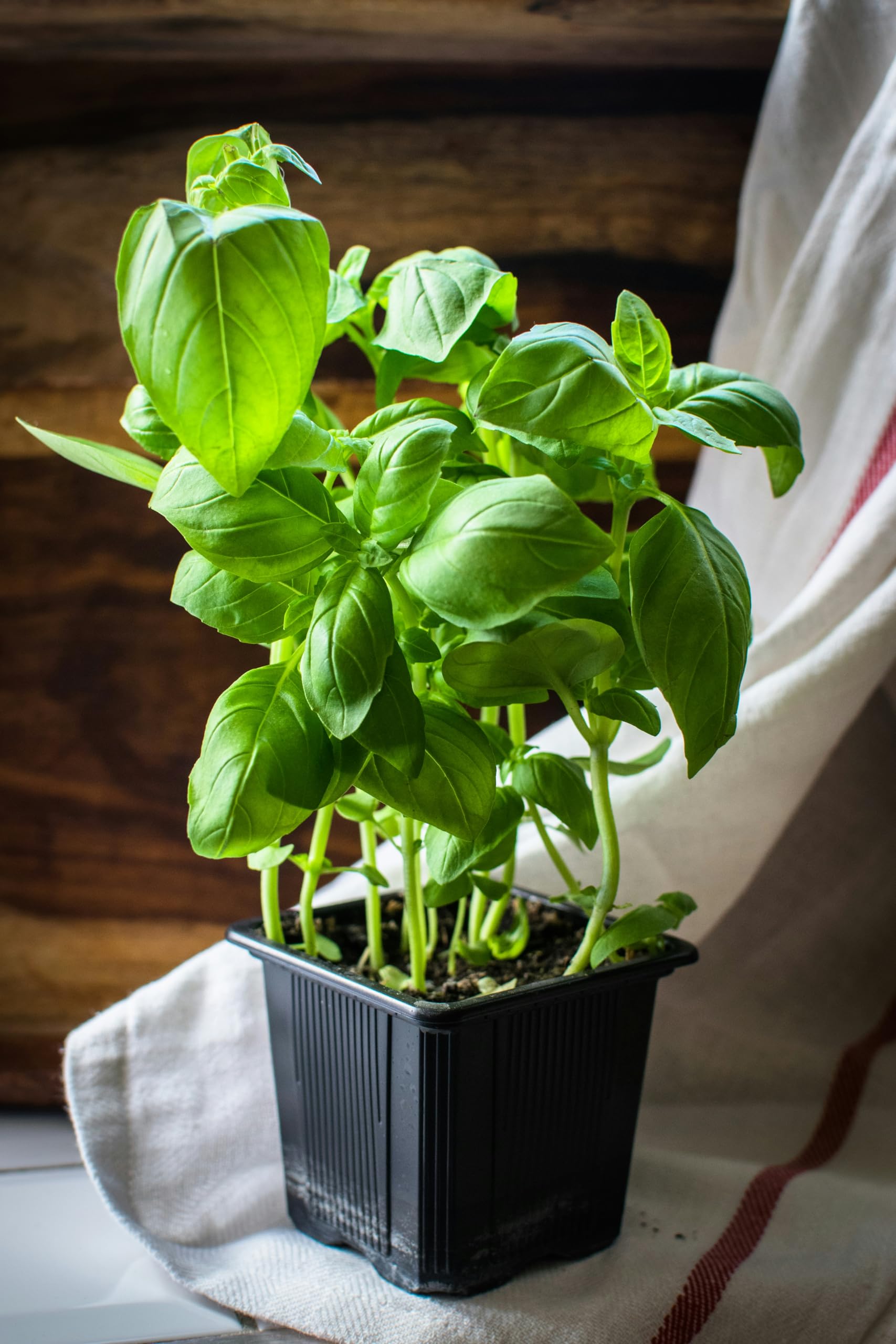 Italian Basil Seeds - Grow Fresh Herbs at Home -6