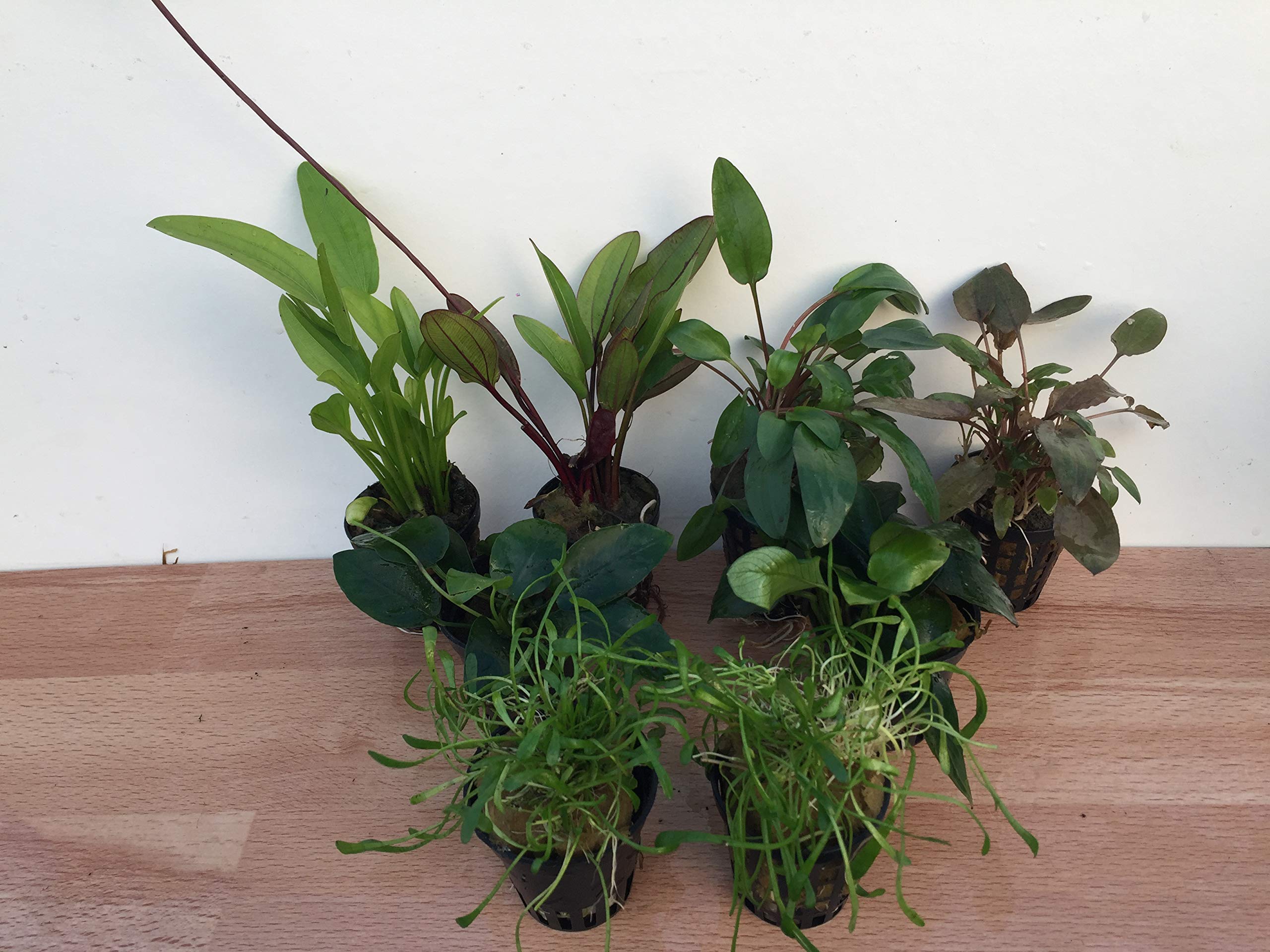 Juego de iniciación para plantas de acuario de hasta 200 litros, 8 macetas, 12 trastes de plantas acuáticas