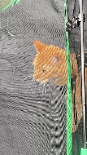 Kattenkooien voor buiten – De 15 beste producten vergeleken - Wild