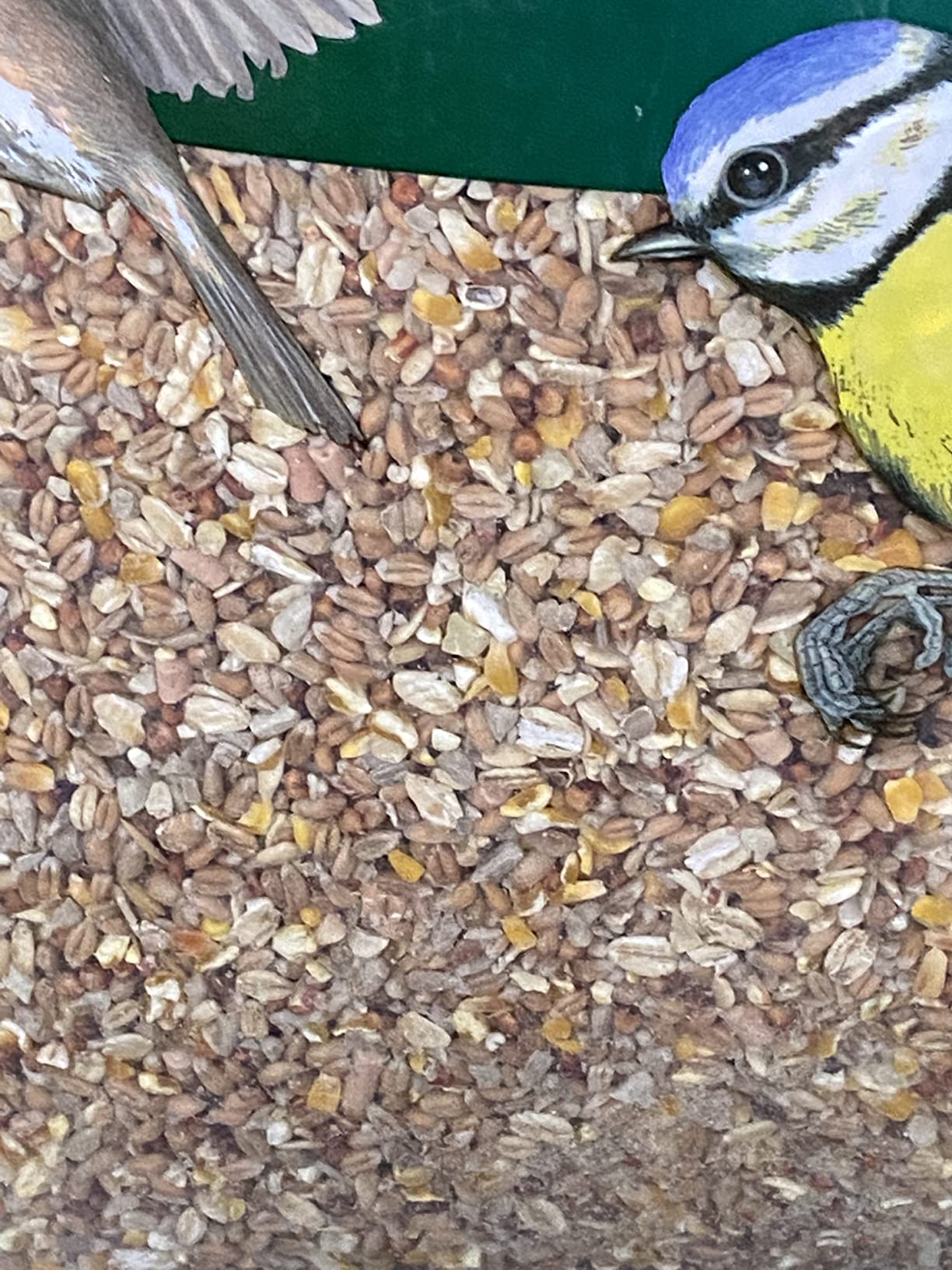 Extra Select No Grow, No Mess Bird Seed Mix for Wild Birds: All Season ...