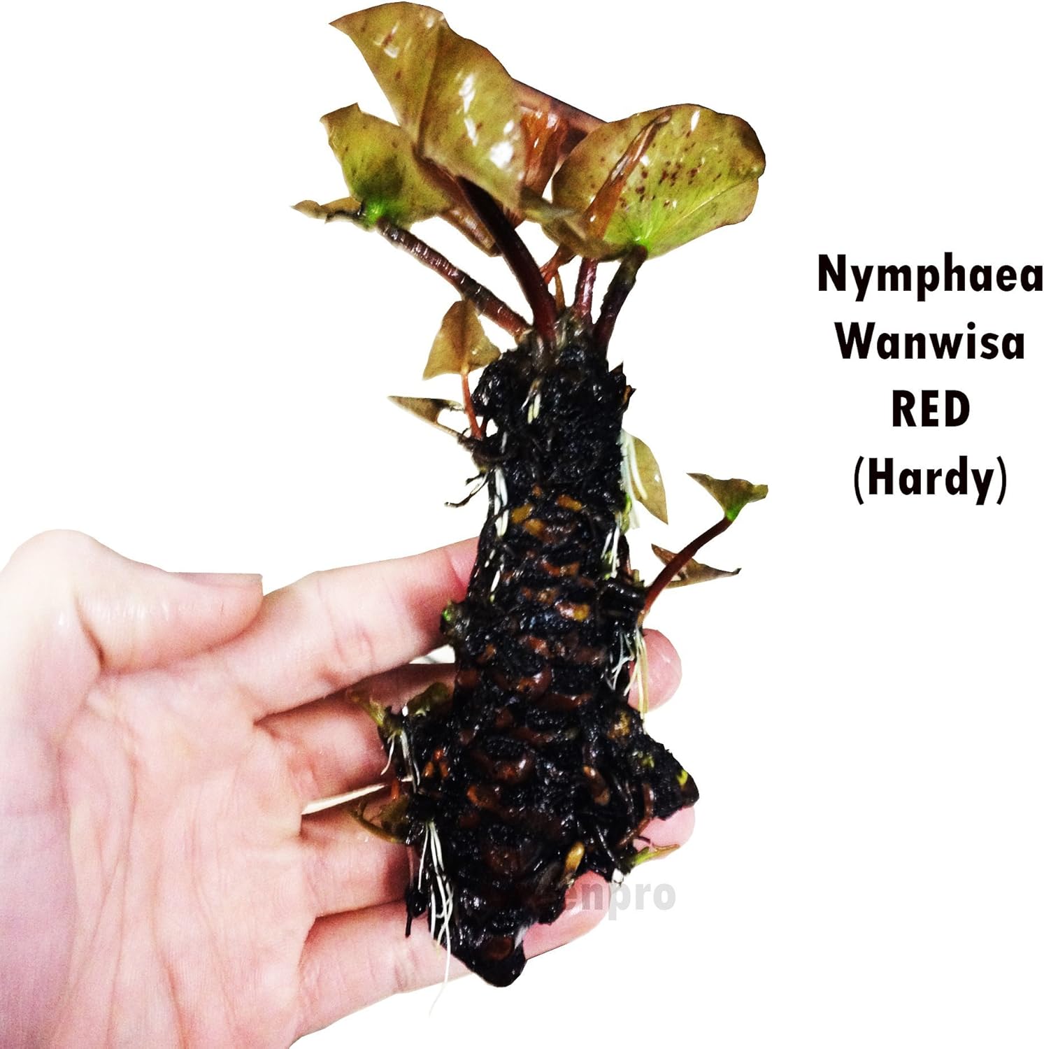 Greenpro Live Aquatic Plant Nymphaea Wanwisa Red Hardy Water Lilies Tuber for Aquarium Freshwater Fish Pond