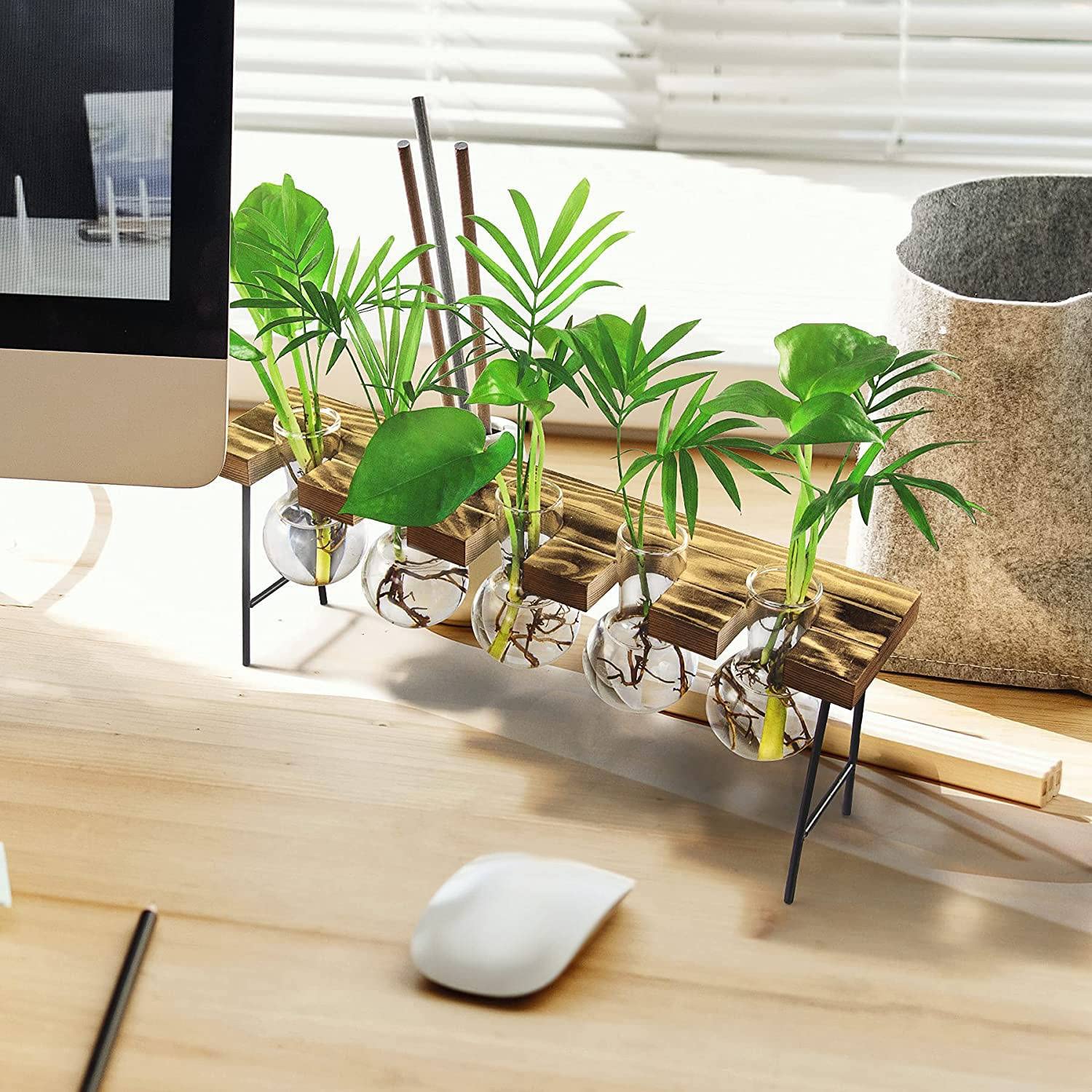 Abledance Station Propagation Terrarium Bureau - Pot Fleurs Verre Avec Support Bois