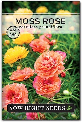 Sow Right Seeds - Semillas de rosa musgo para plantar - Mezcla Portulaca Grandiflora - Verdolaga doble - Variedad de reliquia sin OMG - Fácil de