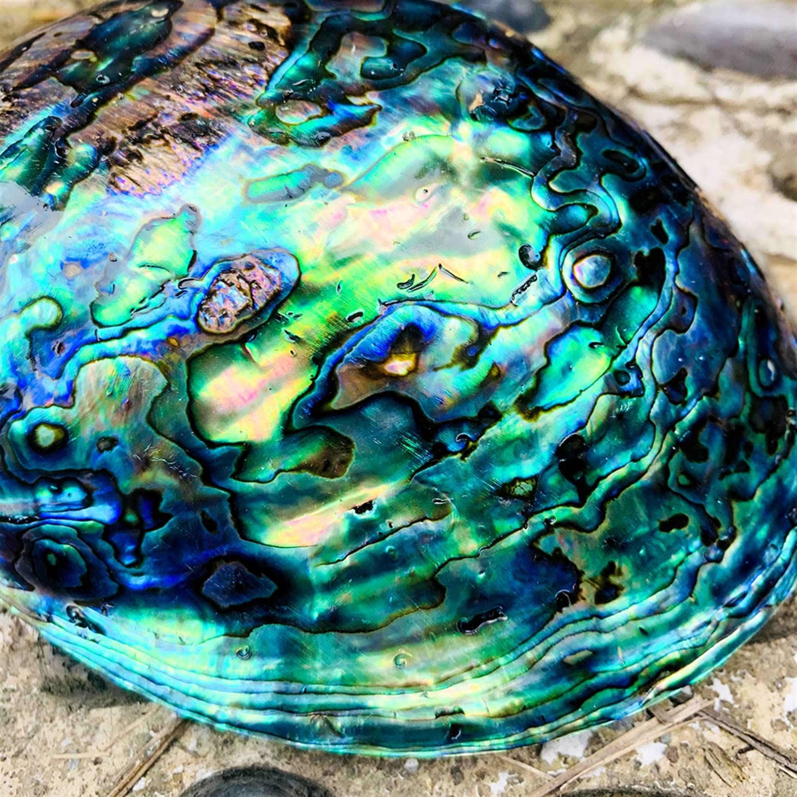 Paua Shell Wedding The Da Vinci Abalone Shell Men's Wedding Band