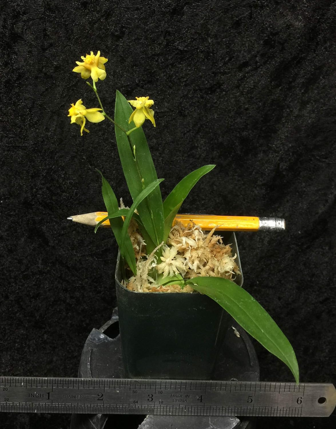 -Onc. Twinkle 'Yellow Bird' - Fragrant Blooms Easy to Grow and Bloom! Miniature windowsill-Size, Cool and Warm Tolerant. Yellow Flowered Variety. NOT in Bloom/Bud When Shipped