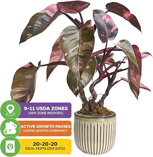 Miniatura 5 de Philodendron 'Ring of Fire' - Planta viva abigarrada  Philodendron Wendlandii x P. Tortum por Wellspring Gardens  Plantas de interior raras crestas,