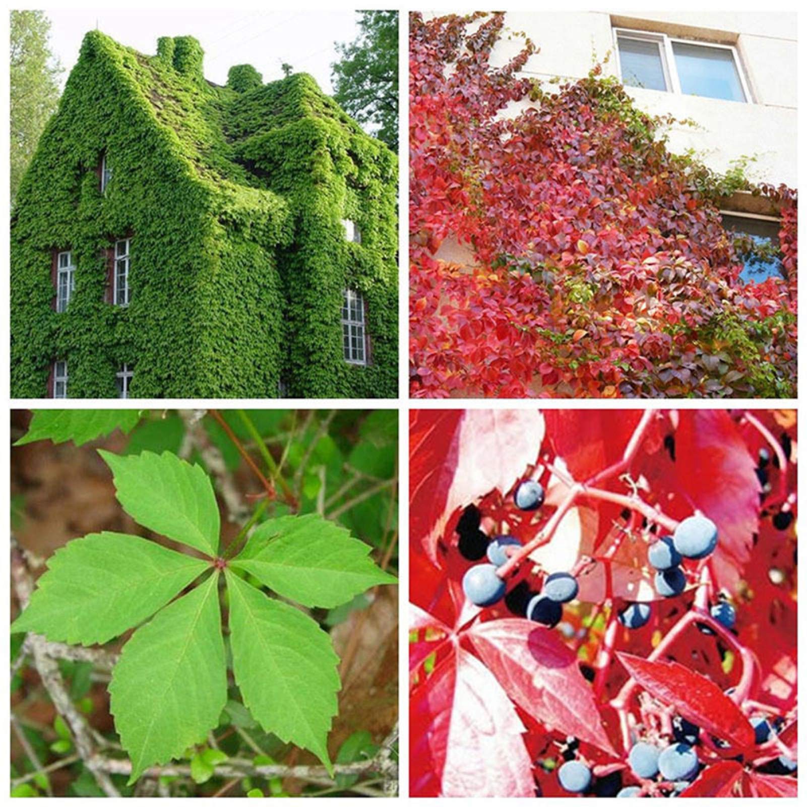 Semi di Vite di Boston Ivy FAI da te per casa, giardino, arrampicata, rari semi per Donne, uomini, Bambini, principianti, giardinieri, confezione da 50 pezzi