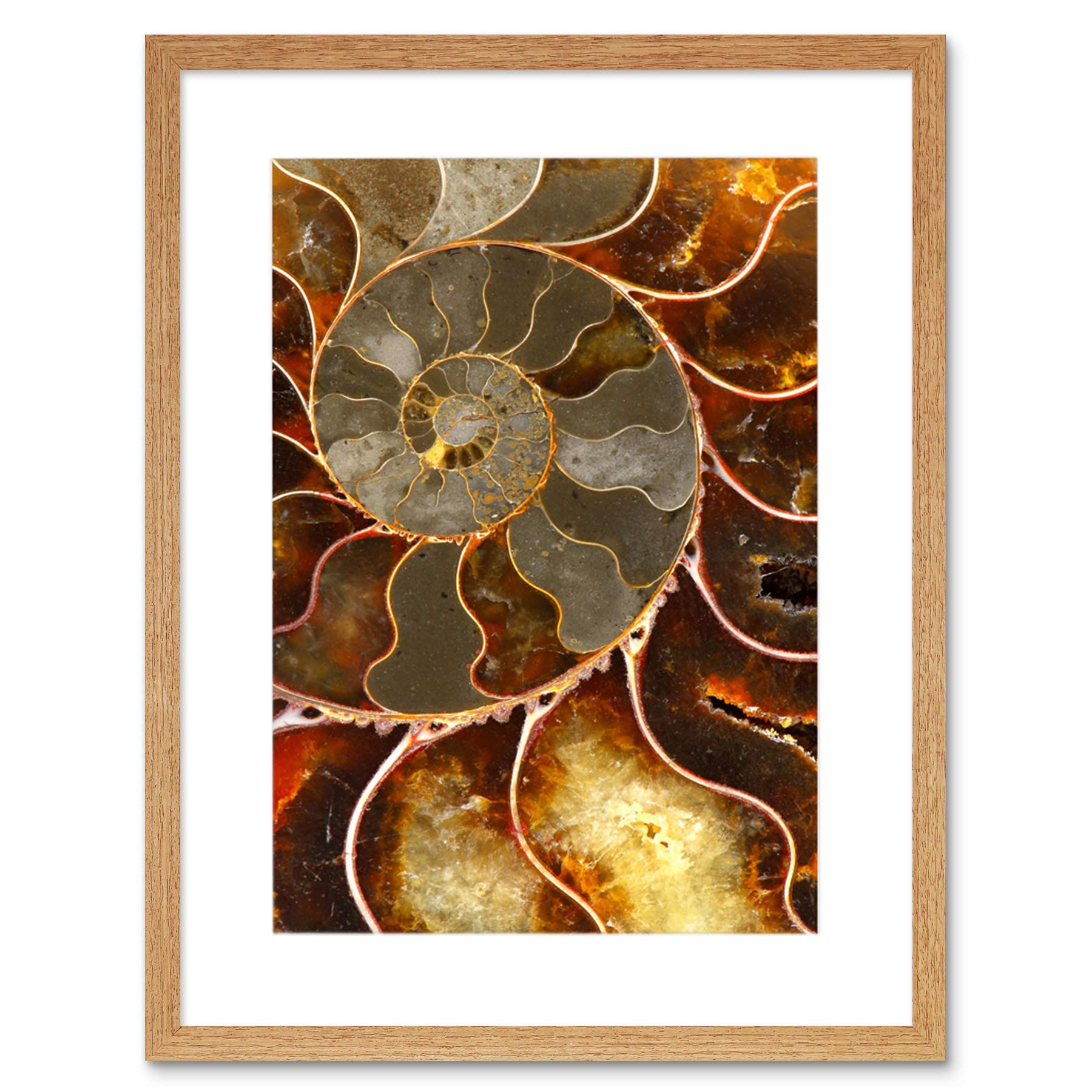 Wee Blue Coo Photo Macro Close Up Fossil Ammolite Shell Cool Framed Wall Art Print