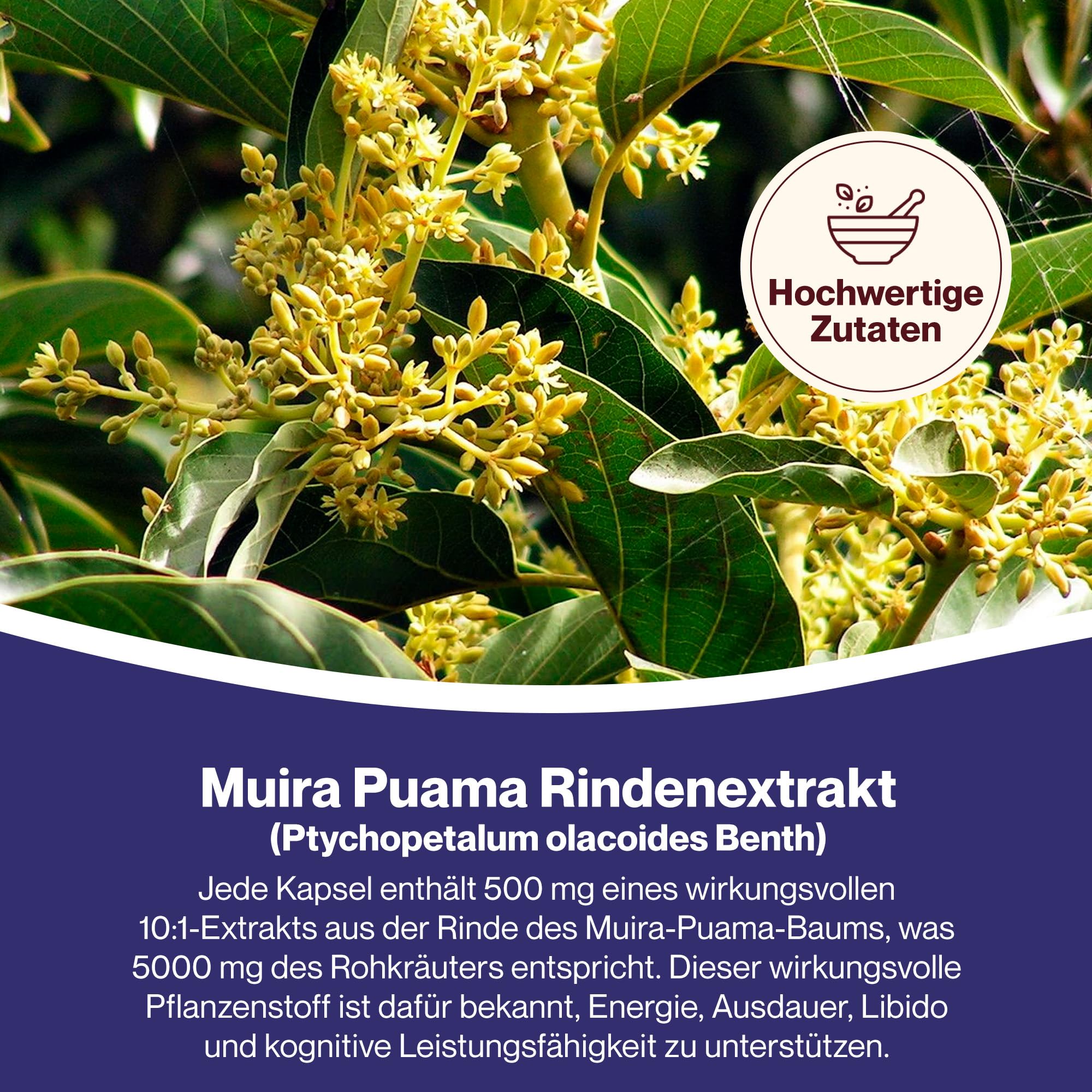 Hepatica Muira Puama (Ptychopetalum Olacoides) 5.000 mg Äquivalent | 500 mg 10:1 Rindenextrakt hochdosiert | 120 vegane Kapseln | GMP & Laborgeprüft