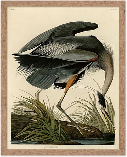 Miniatura 33 de Poster Master Póster vintage de colibríes, impresión de formas de arte retro en la naturaleza, arte de pájaros, regalo para él, ella y amante de los