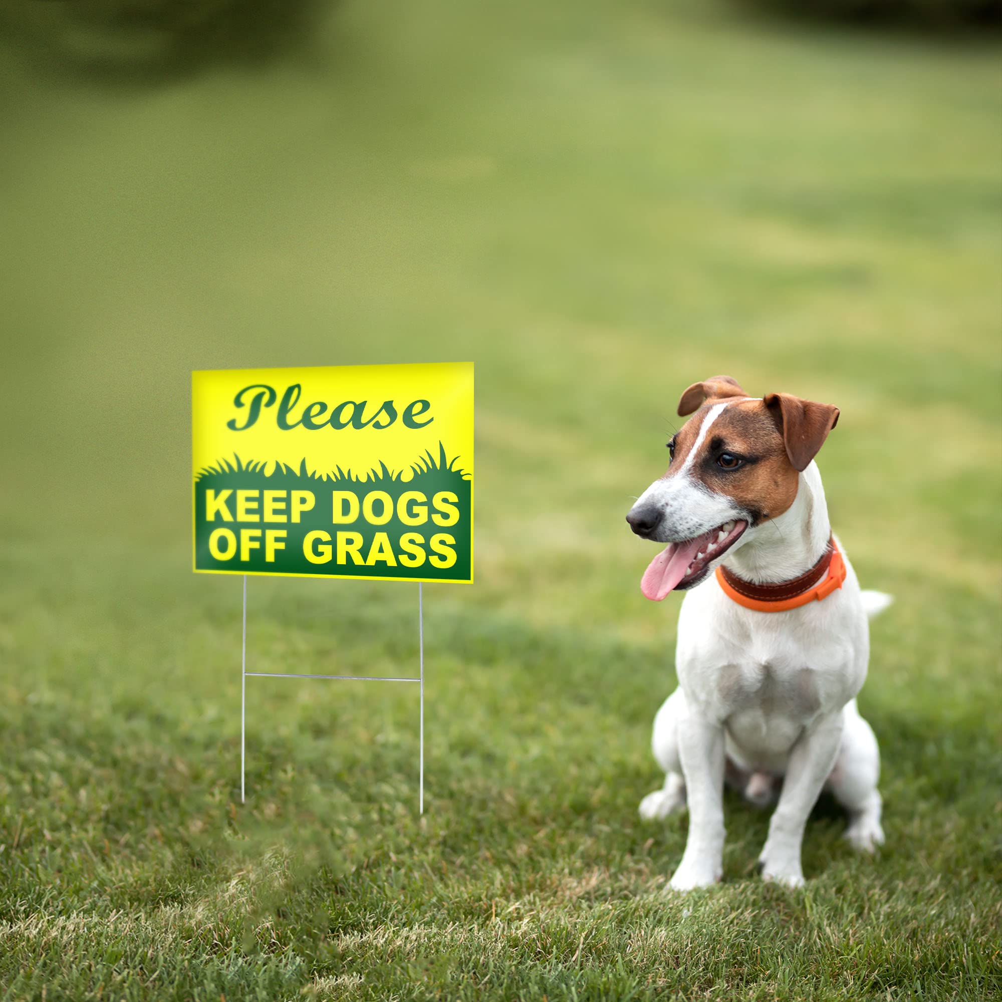 How To Keep A Good Lawn With Dogs