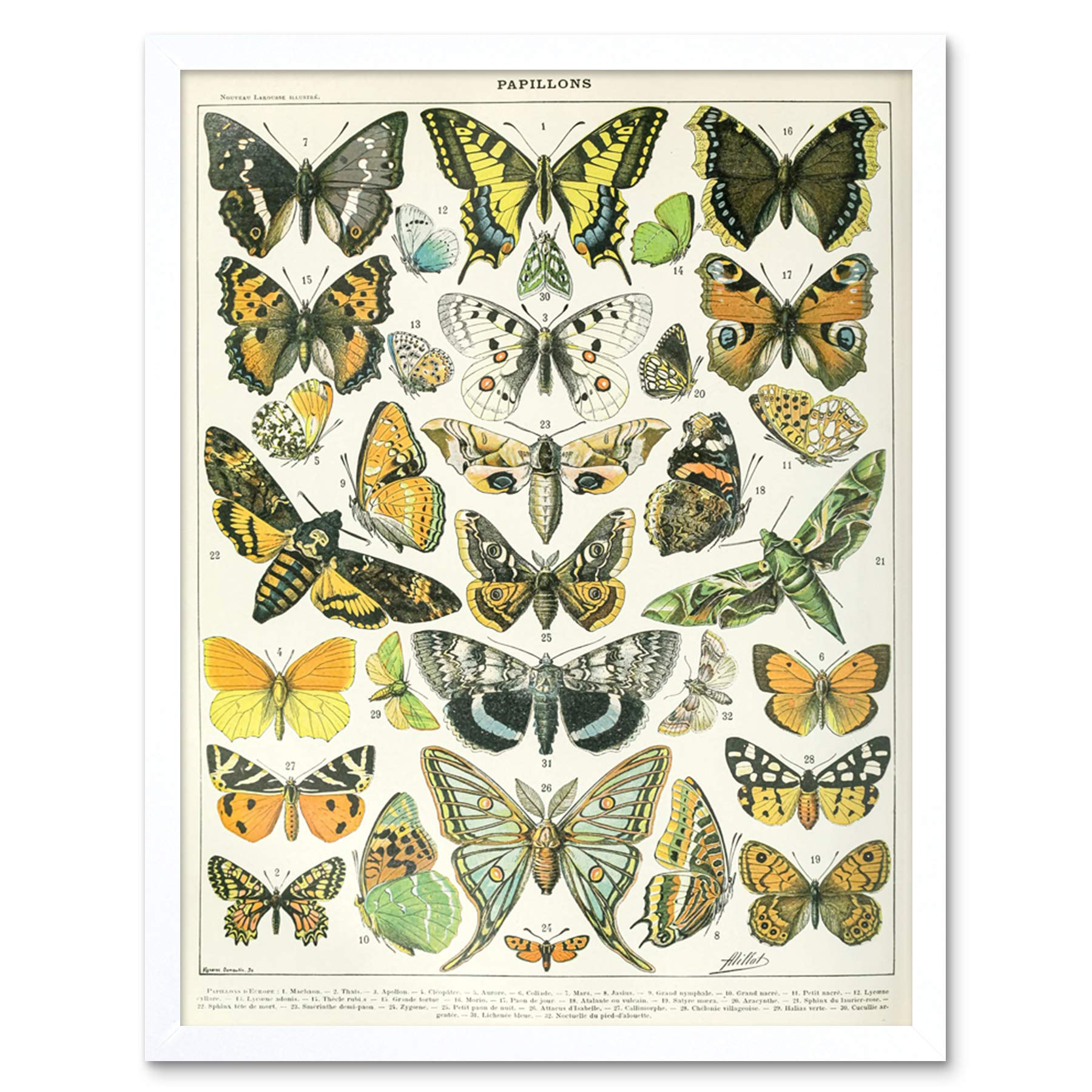 Artery8 Millot Encyclopedia Page Butterflies Moths Art Print Framed Poster Wall Decor 12x16 inch