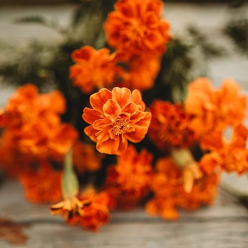 Miniatura 8 de Caléndula francesa - 250 semillas - Variedad de reliquia y polinizada abierta, semillas de flores fáciles de cultivar, sin OMG para plantar al aire