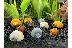 LLC Mystery Snail 10 Pack (Pomacea Bridgesii) Mix Colored Pack with Java...