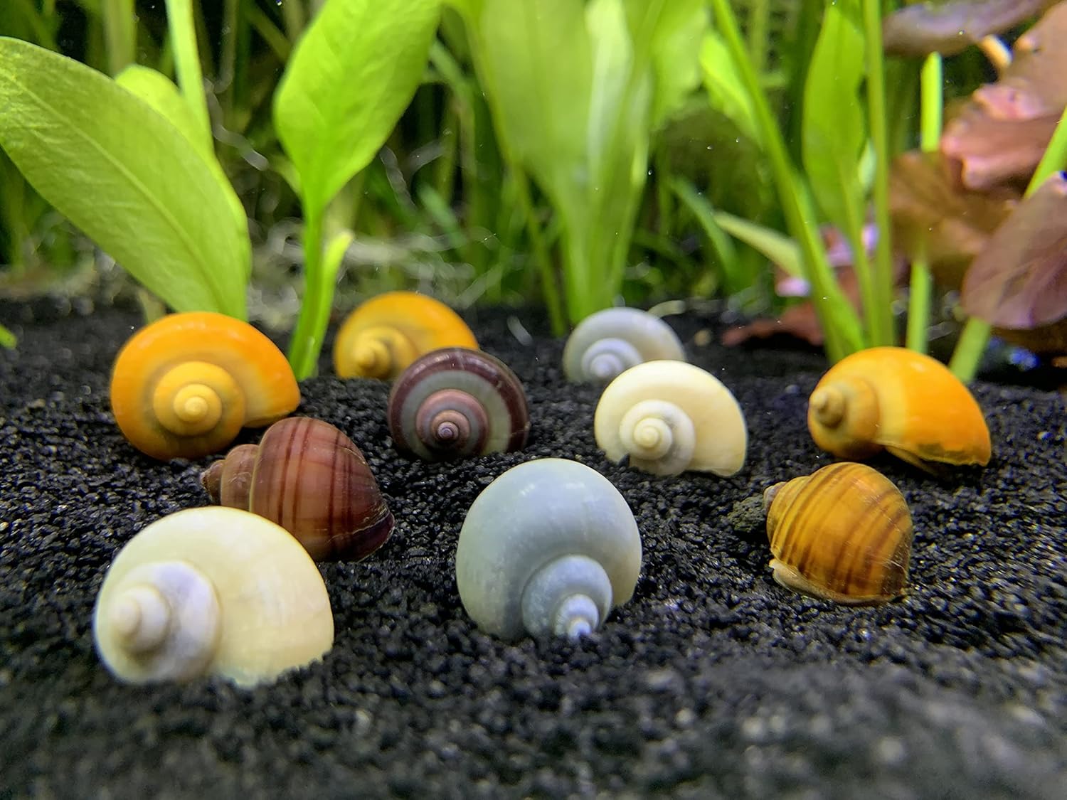 Shore Aquatic LLC Mystery Snail 10 Pack (Pomacea Bridgesii