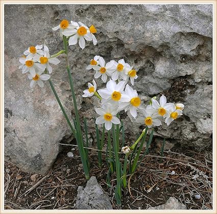 Amazon スイセン球根 美しい家の装飾の花オレンジ水仙植物の花 非常にまれ 2球根 花 Amazon スイセン球根 美しい家の装飾の花オレンジ水仙植物の花 非常にまれ 2球根 花