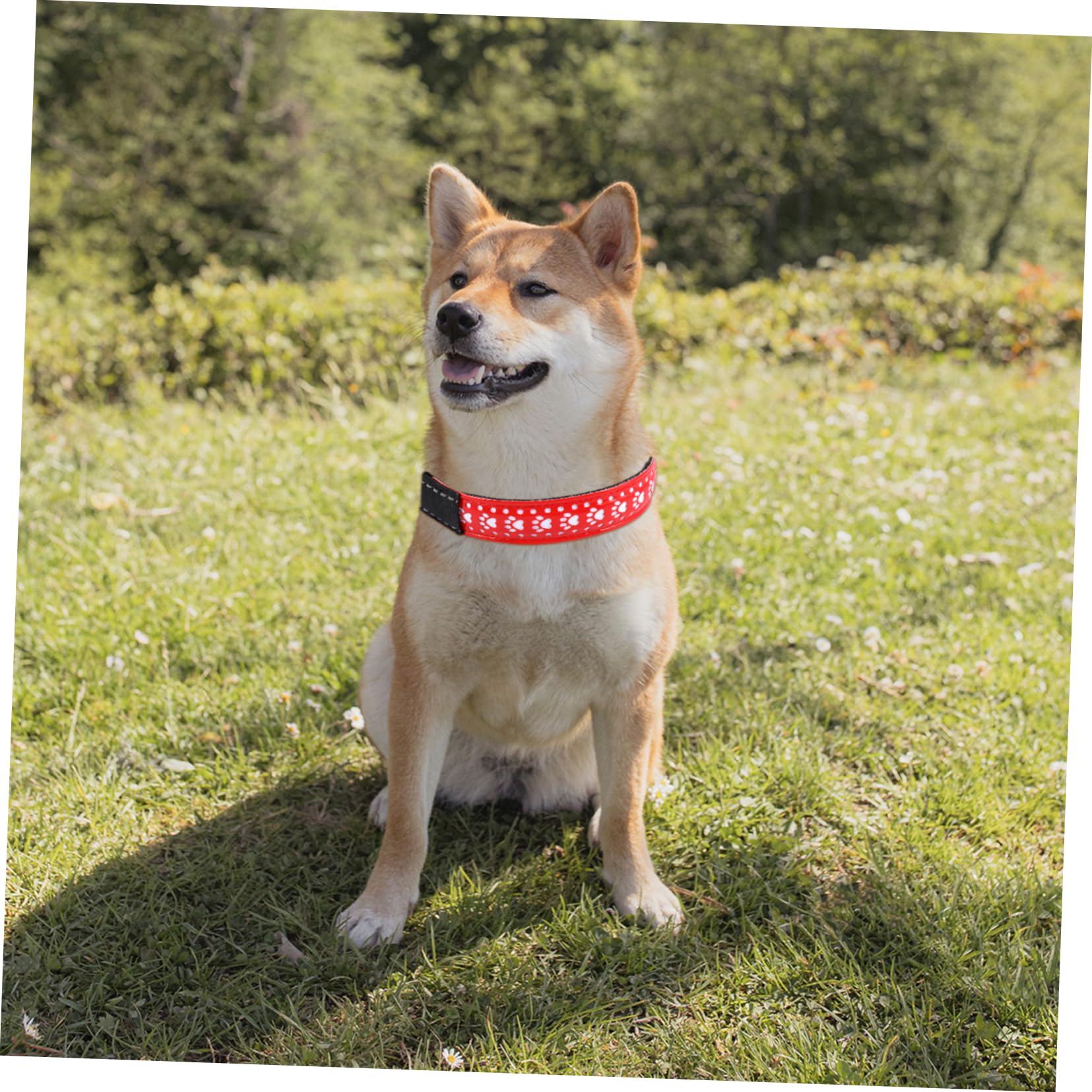 INOOMP 3pièces Collier LED pour Chien Collier Lumineux PU Et Accessoire Animalier Sécurisé pour Promenade Nocturne