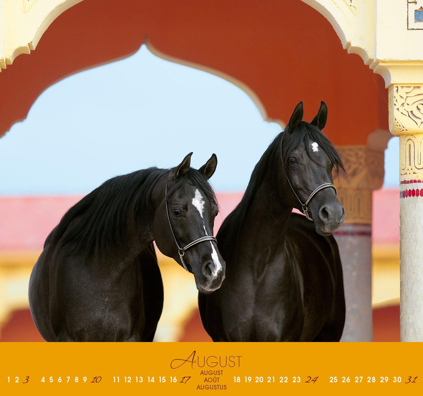 Fascination 2026: Arabische Pferde