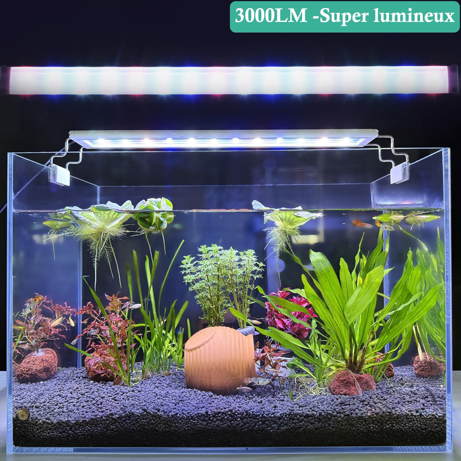 Rampe LED Aquarium à Spectre Complet, 30-60cm Lumière Classique pour Aquarium avec Minuterie, Lumière pour Plantes Aquariums avec Supports Extensibles Stables (60-80cm)