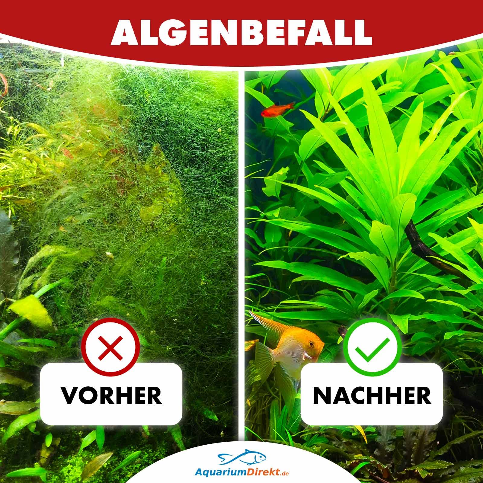 Algen-Stopp (Flüssiger Algenvernichter, Algenentferner für Ihr Aquarium - Stoppt und befreit nachhaltig Algenwuchs, neuartiger Rezeptur ohne Kupfer), Größe:5 L