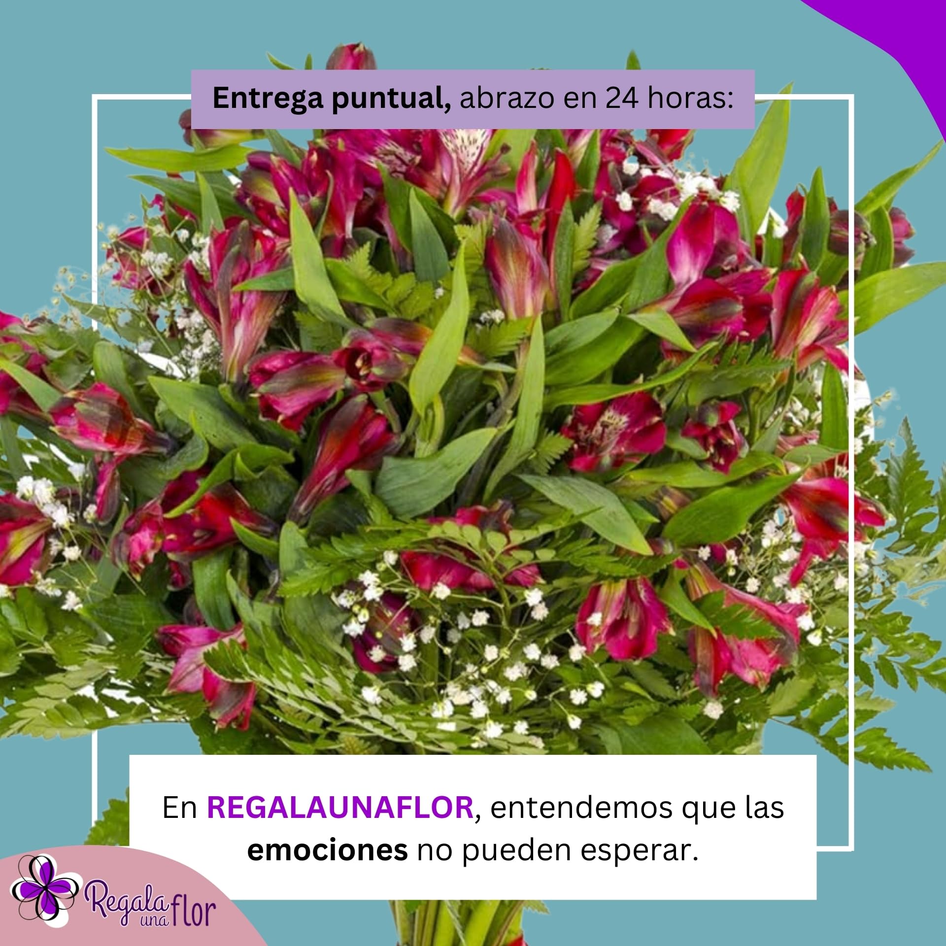 REGALAUNAFLOR | Ramo de flores naturales a domicilio | Entrega puntual en 24 horas de Lunes a Sábado | Con tarjeta de dedicatoria | Alstroemeria roja