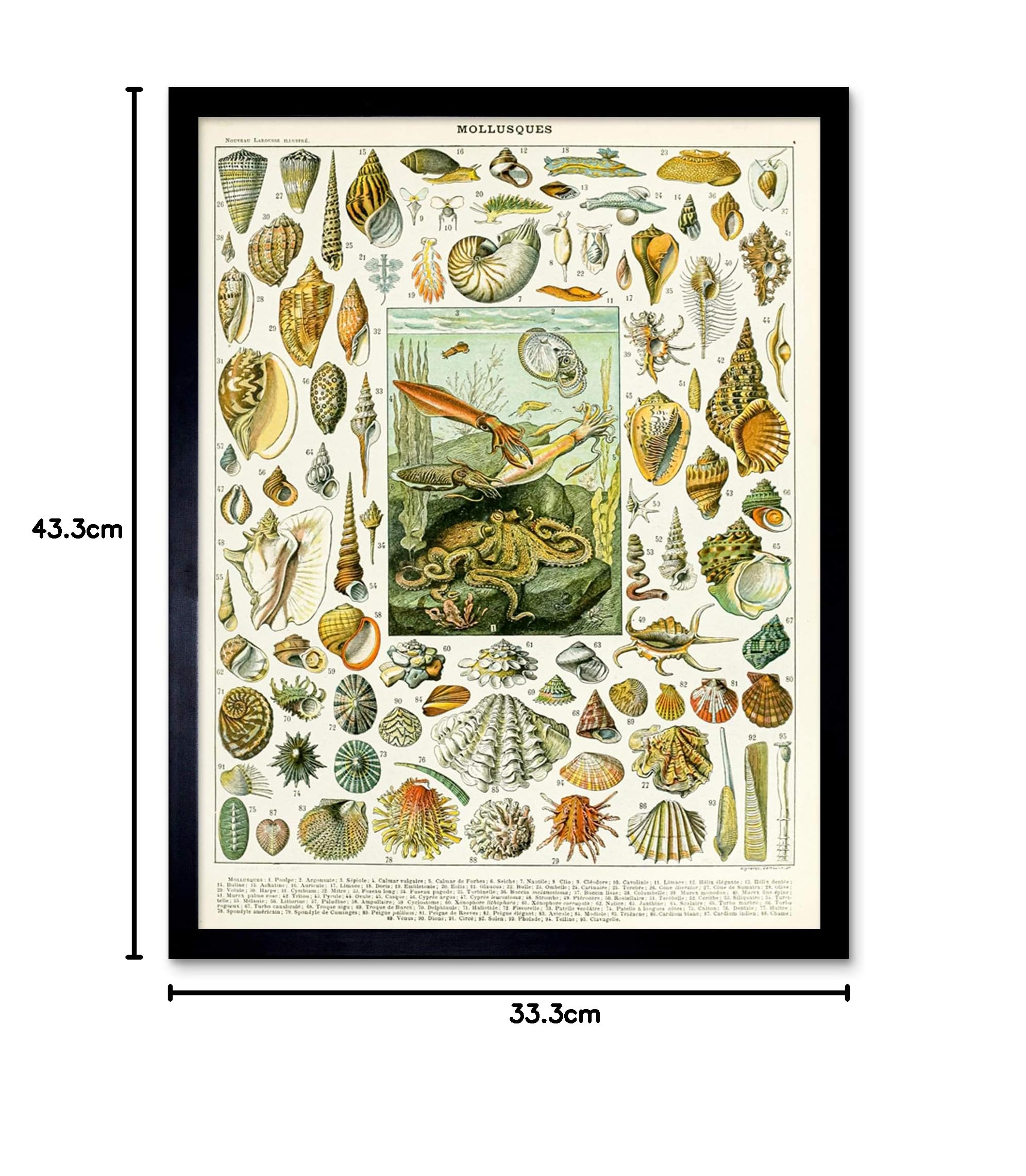 Artery8 Millot Encyclopedia Page Molluscs Shells Art Print Framed Poster Wall Decor 12x16 inch — view 8