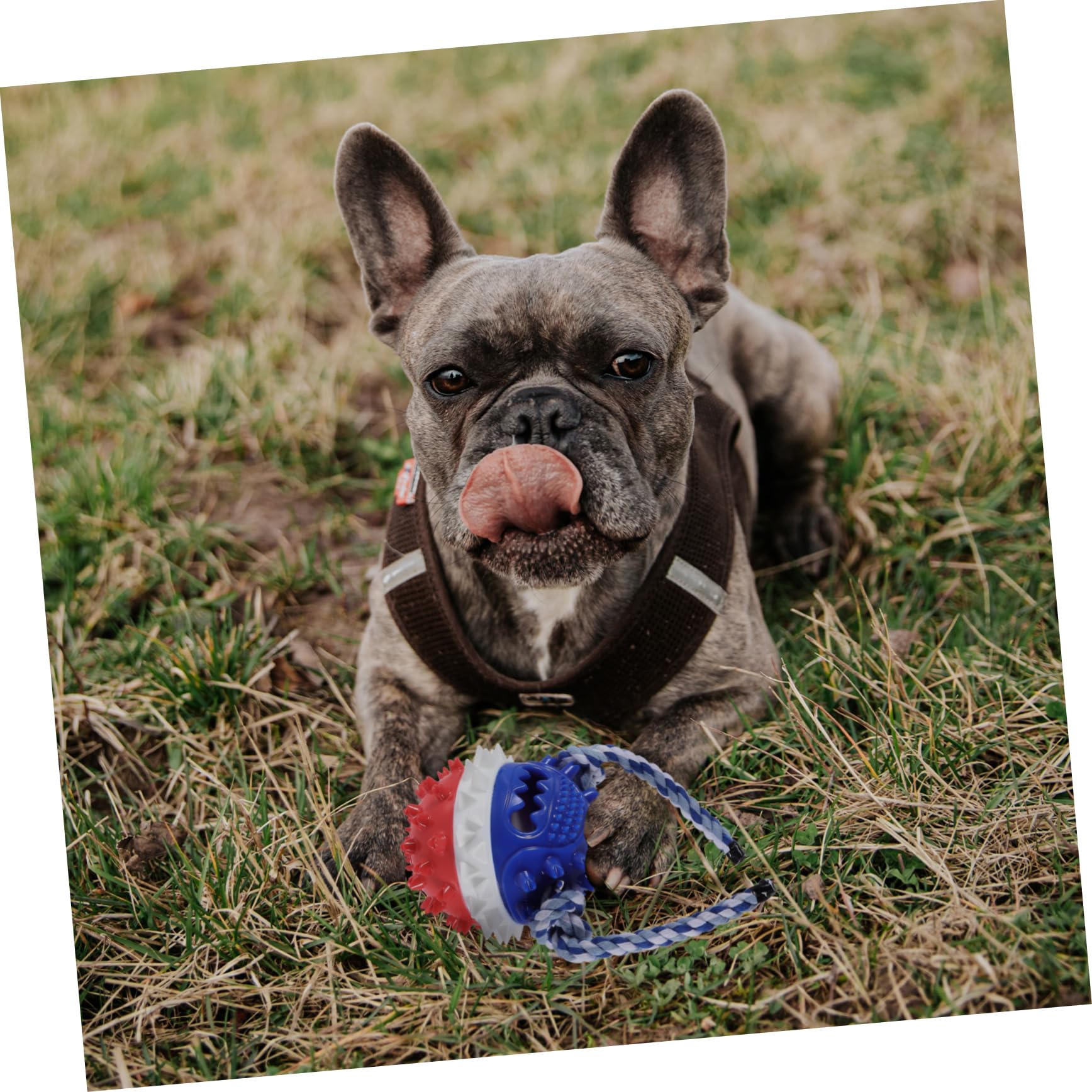 HANABASS 2stücke Pet Treat Toy Für Hunde Bissfestes Kauspielzeug Zur Zahnpflege Und Beschäftigung Interaktives Spielzeug Für Welpen Und Hunde Rot Und Blau Für Drinnen Und Draußen