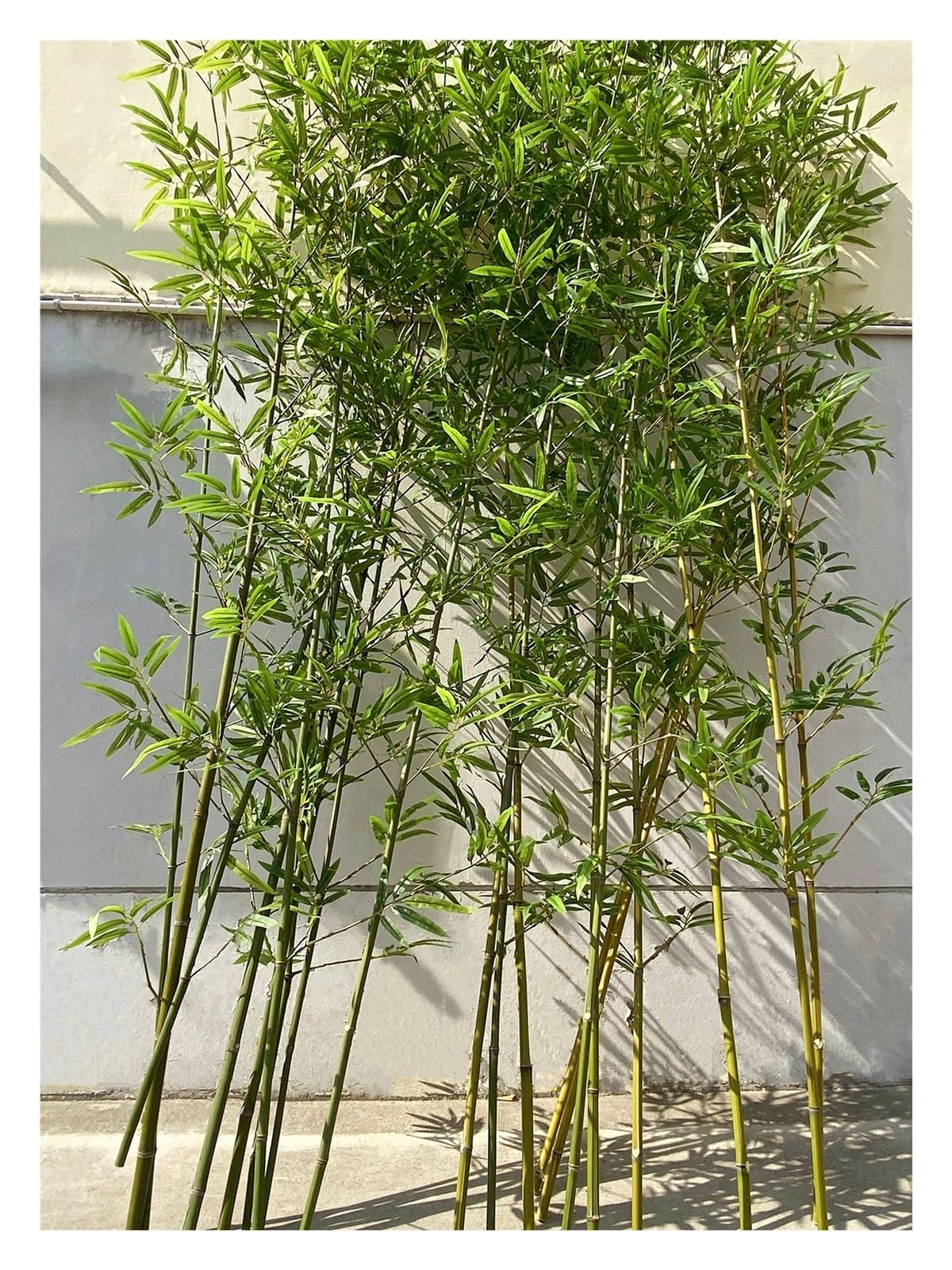 WAHHWF Artificial Bamboo Plants Outdoor Tall 3ft 4ft 5ft 6ft 7ft 8ft 9ft 10ft, Green Faux Bamboos Fence Privacy Screen Fake Tree for Balcony Patio Garden Outside Decor(15 pack,1m/3.3ft Tall)
