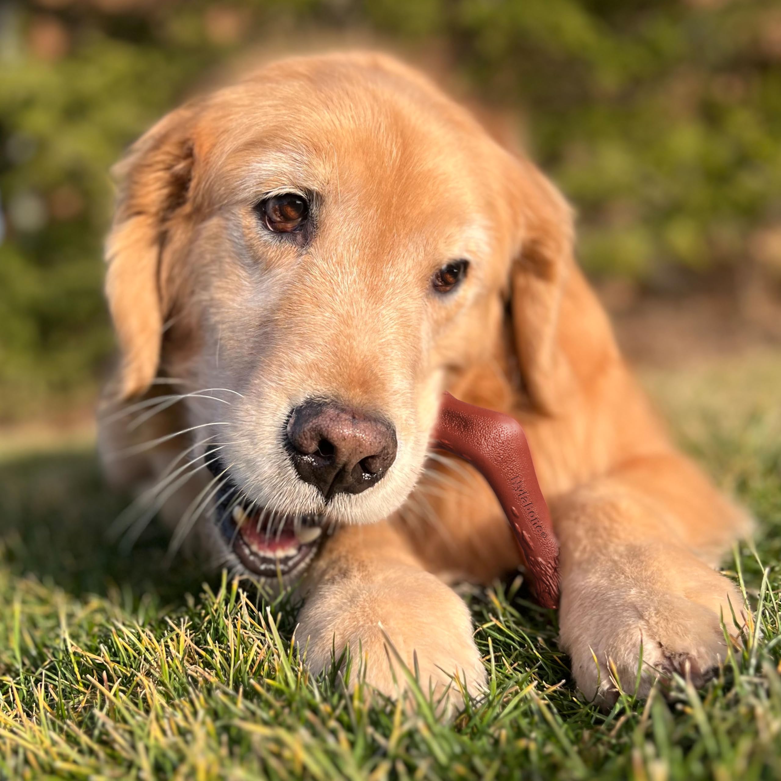 Nylabone Power Chew Elchknochen Alternative Kauspielzeug für Hunde – Hundespielzeug für Aggressive Kauer – Wildfilet, X-Large/Souper (1 Stück)