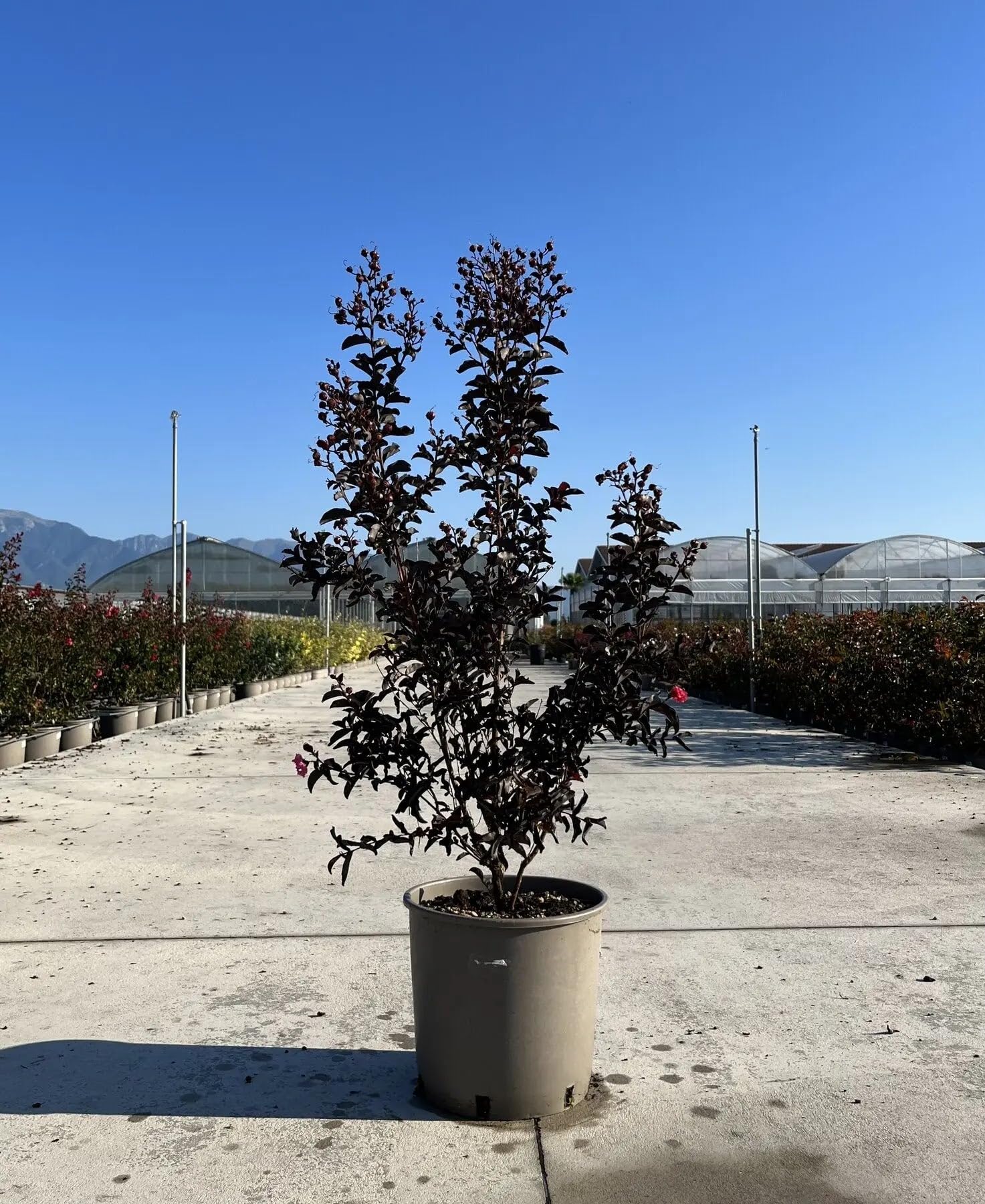 Lagerstroemia indica 'Black Solitaire Red Hot' - Arbusto Ornamentale da Giardino, Colore Rosso e Viola, 125/175 cm, Vaso 28
