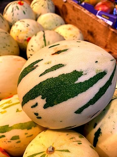 10 semillas de melón Snowball | Difícil de encontrar - Enviados desde Iowa, EE. UU. - Semillas de melón Snow Leopard