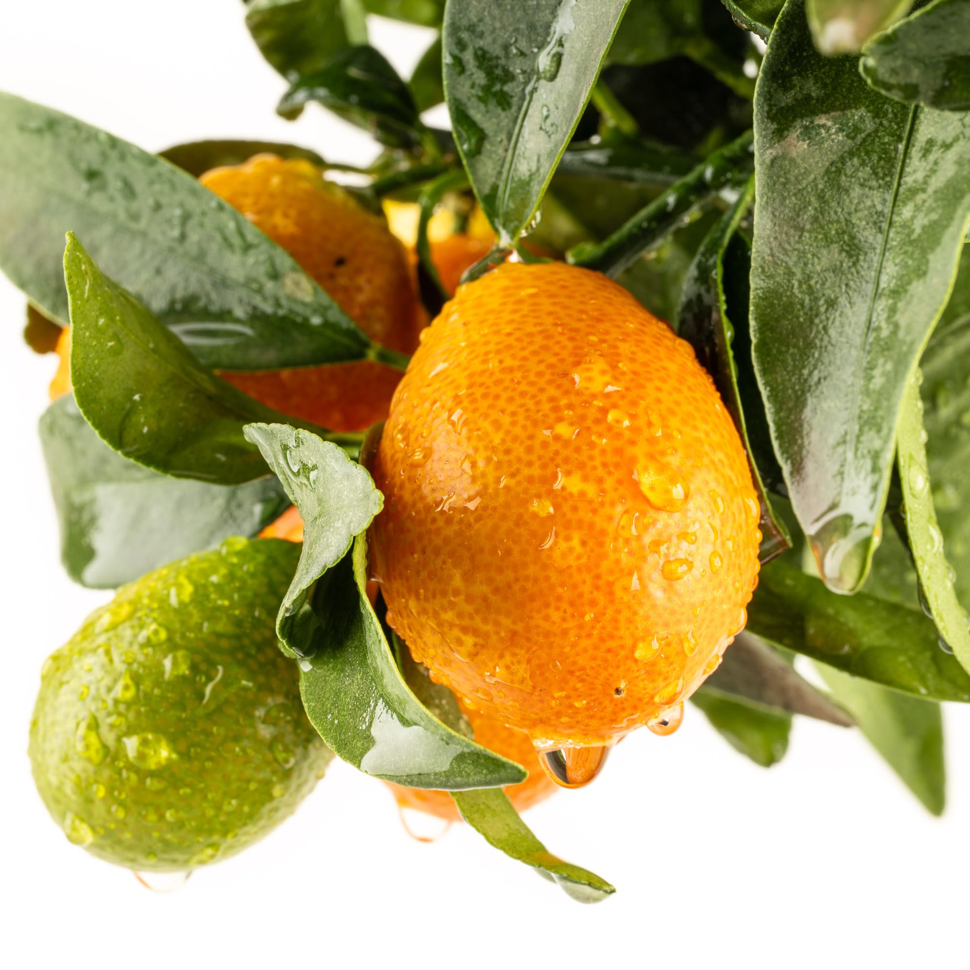 Meine Orangerie Mini-Zitruspflanze im Ø15 cm Topf – Calamondin, Kumquat, Chinotto, Zitrone u.v.m. – Höhe inkl. Topf ca. 40–50 cm – Mediterranes Flair für Balkon & Wohnung (Kumquat)