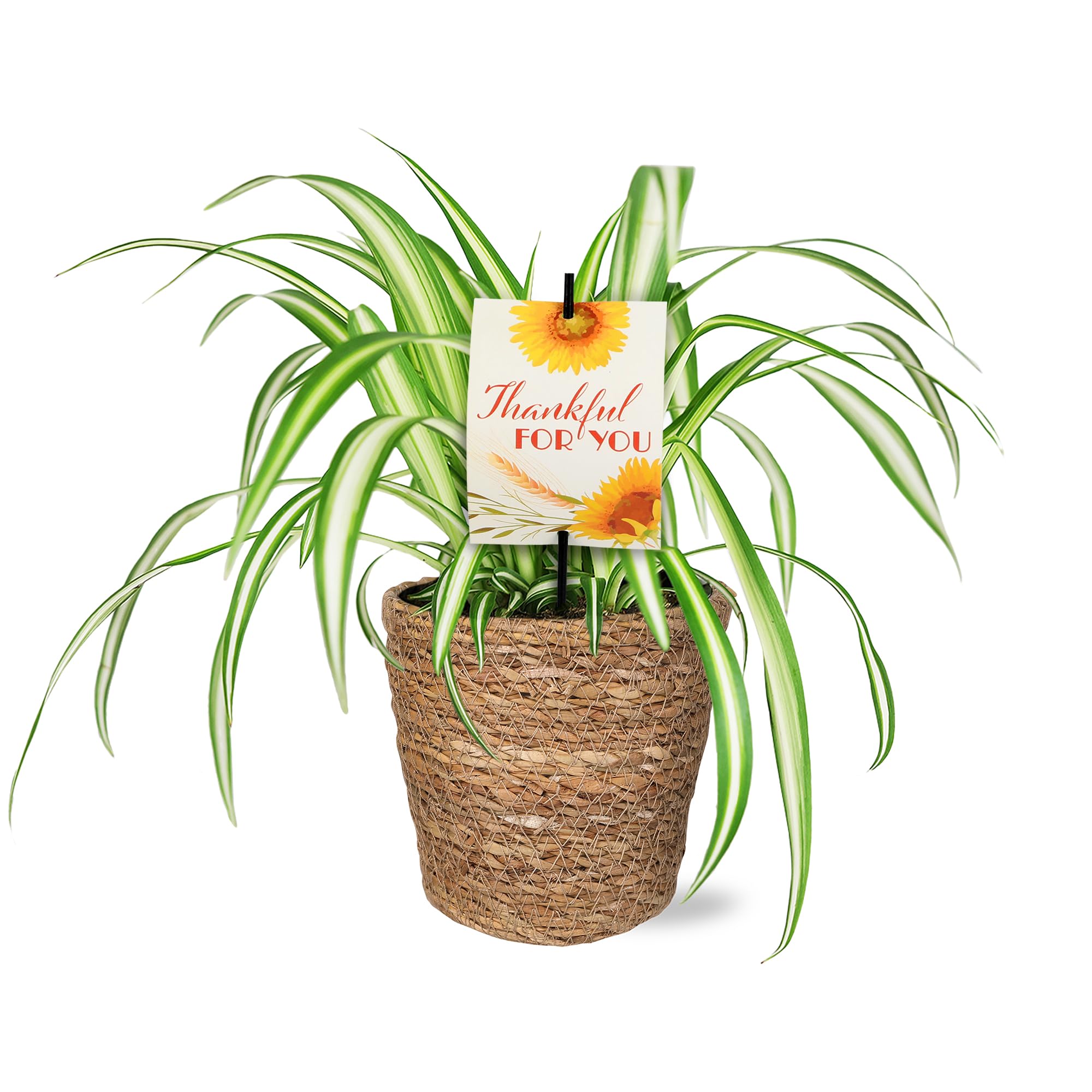 Green Circle Growers 5" Spider Plant in Seagrass Planter, Live Plant – Thankful for You