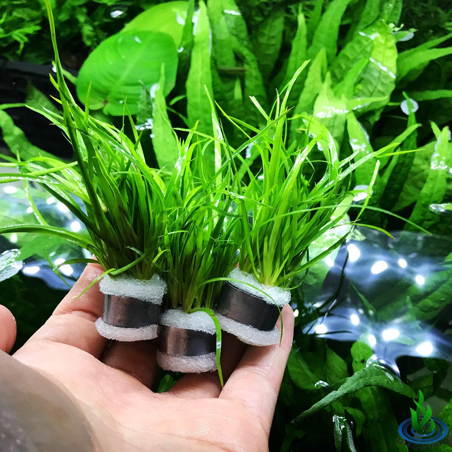 Greenpro | Juncus Repens 3-Bunch Easy Low-Light Stems Freshwater Live Aquarium Plants Carpet Tank