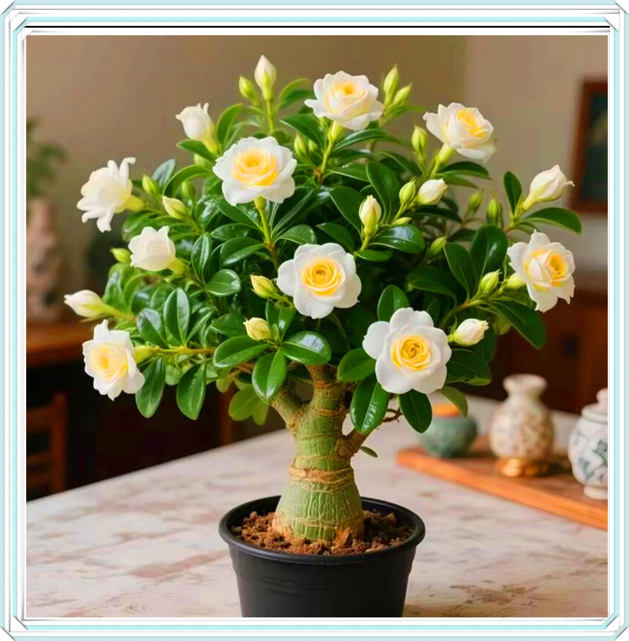Desert Rose Bulbs, Golden Beautiful, Desert Rose Plant Bulbs, Adenium obesum Plant, Mix Wedding Flowers, 1Bulbs-F — image 1
