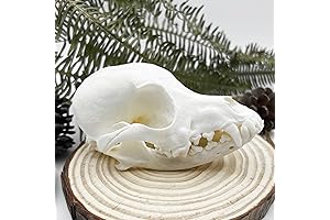 Skull Dog: A Stunning Taxidermy Specimen for Education and Collection