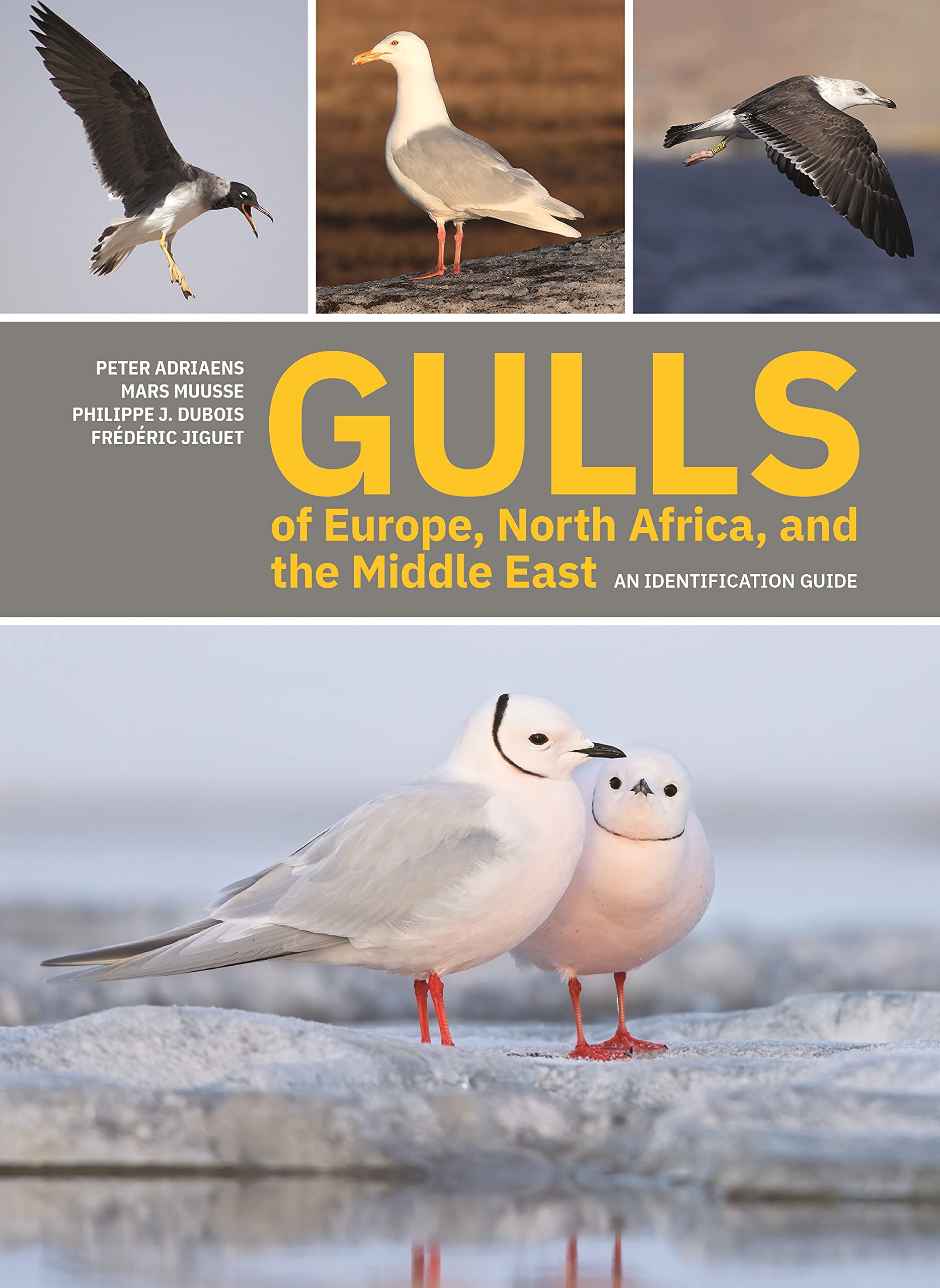 Gulls of Europe North Africa and Middle East beau livre ornithologie complet
