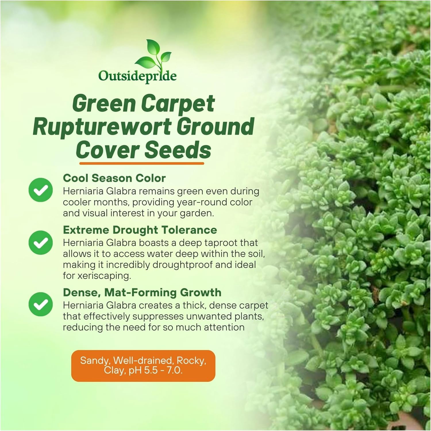 Outsidepride Irish Moss Ground Cover Seeds