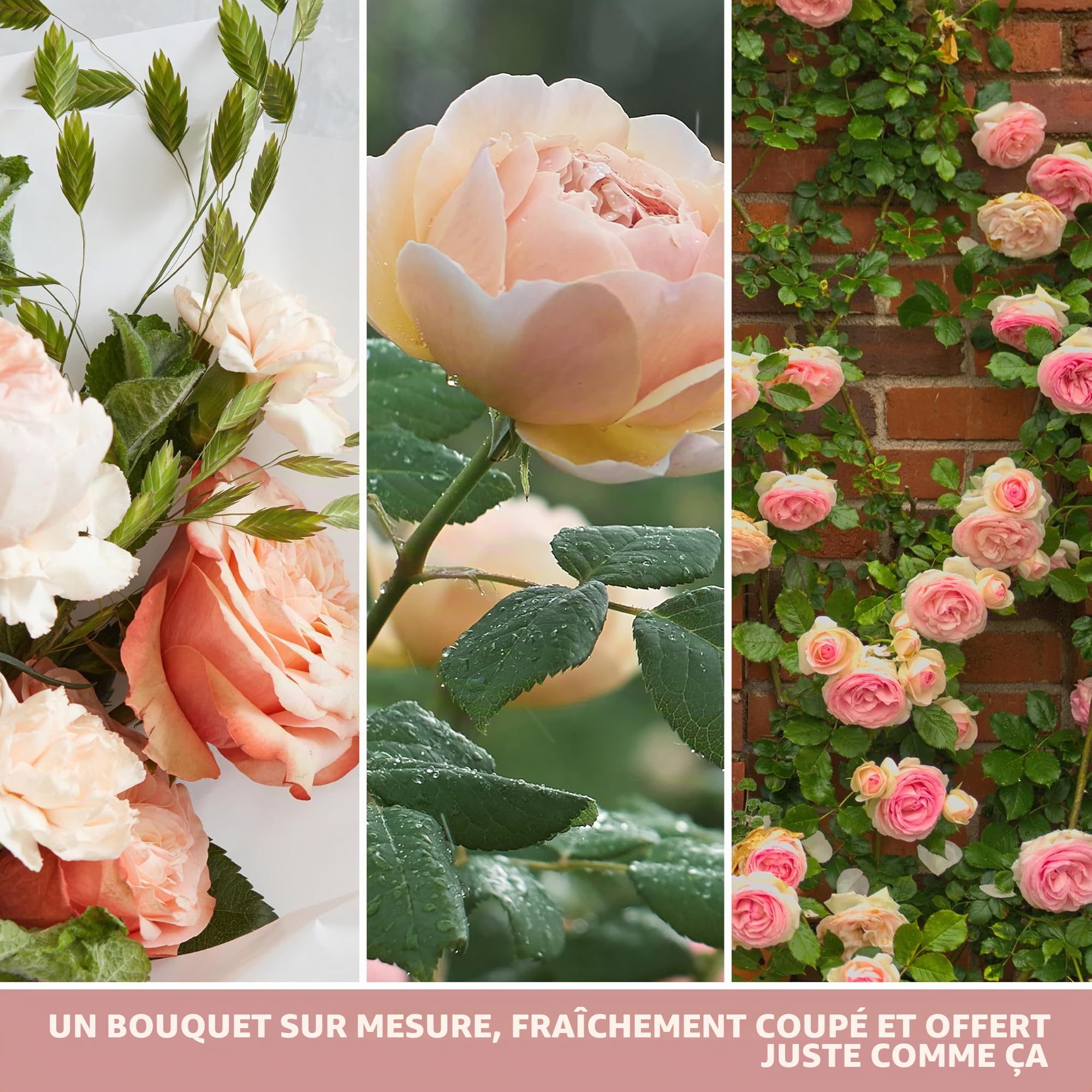 Yankee Candle bougie jarre parfumée | moyenne taille | Roses fraîchement coupées | jusqu’à 75 heures de combustion